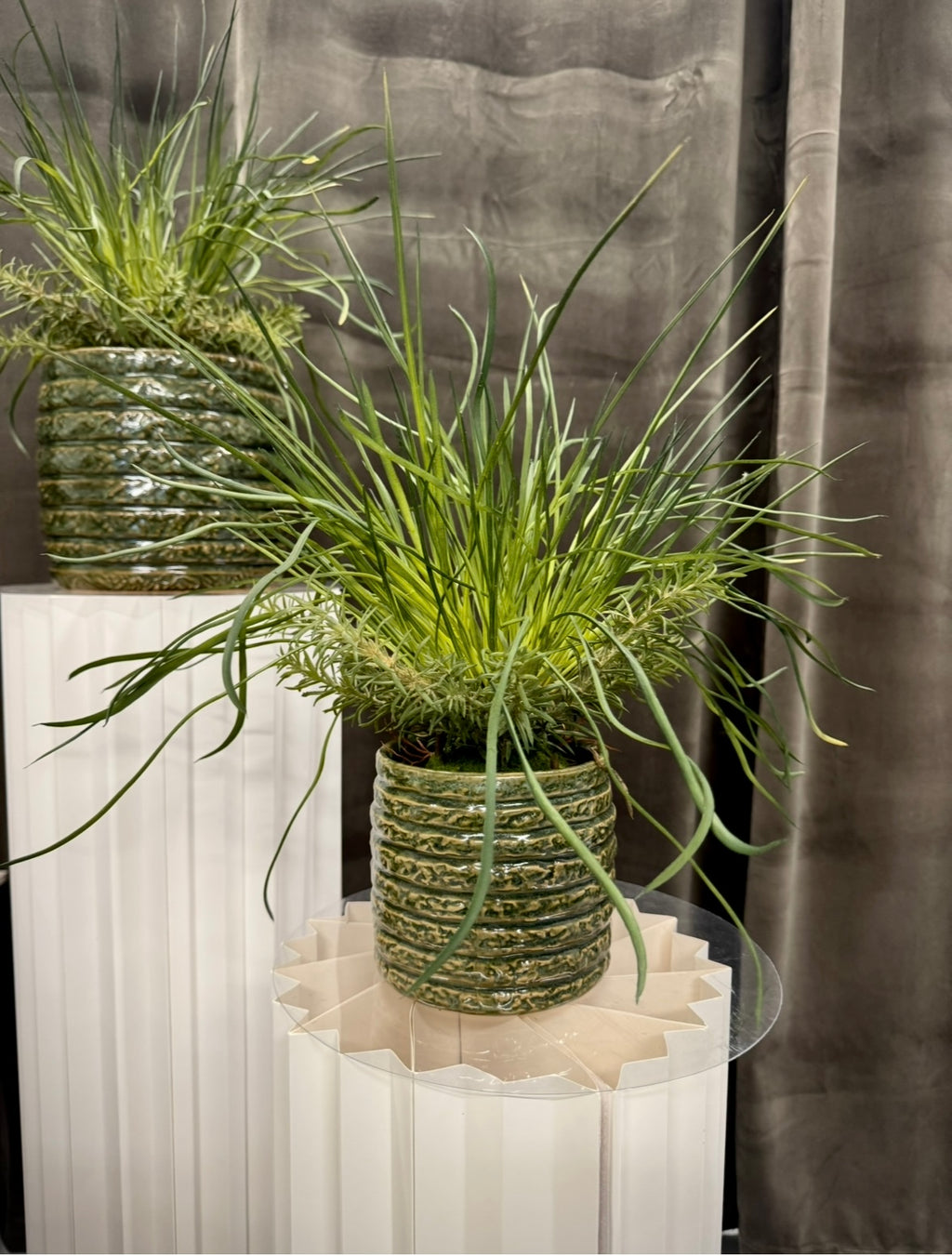 Græs plante med rod