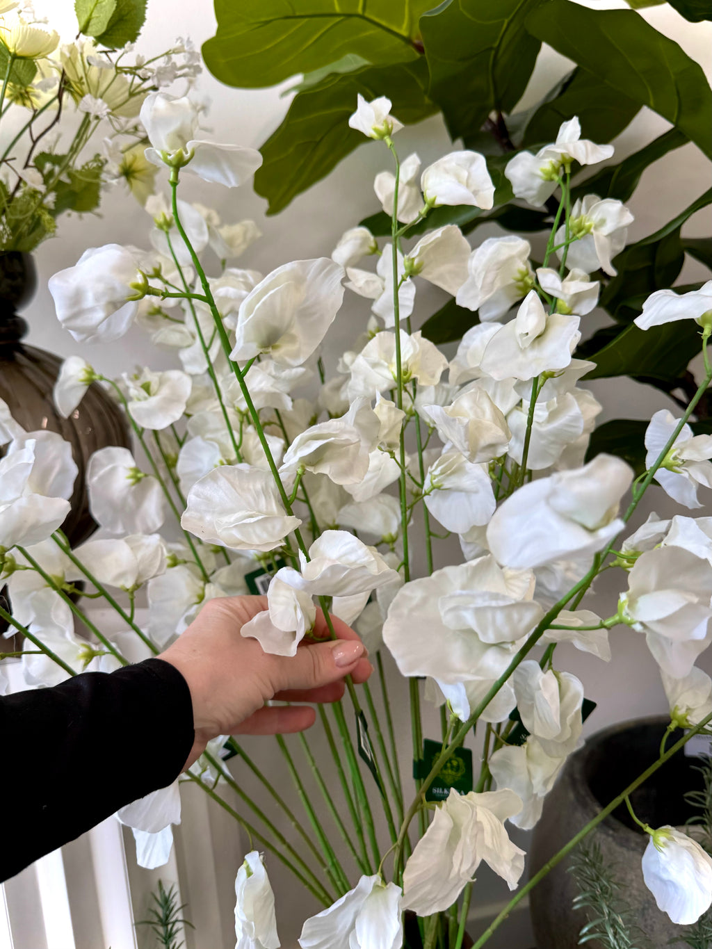 Hvid Lathyrus