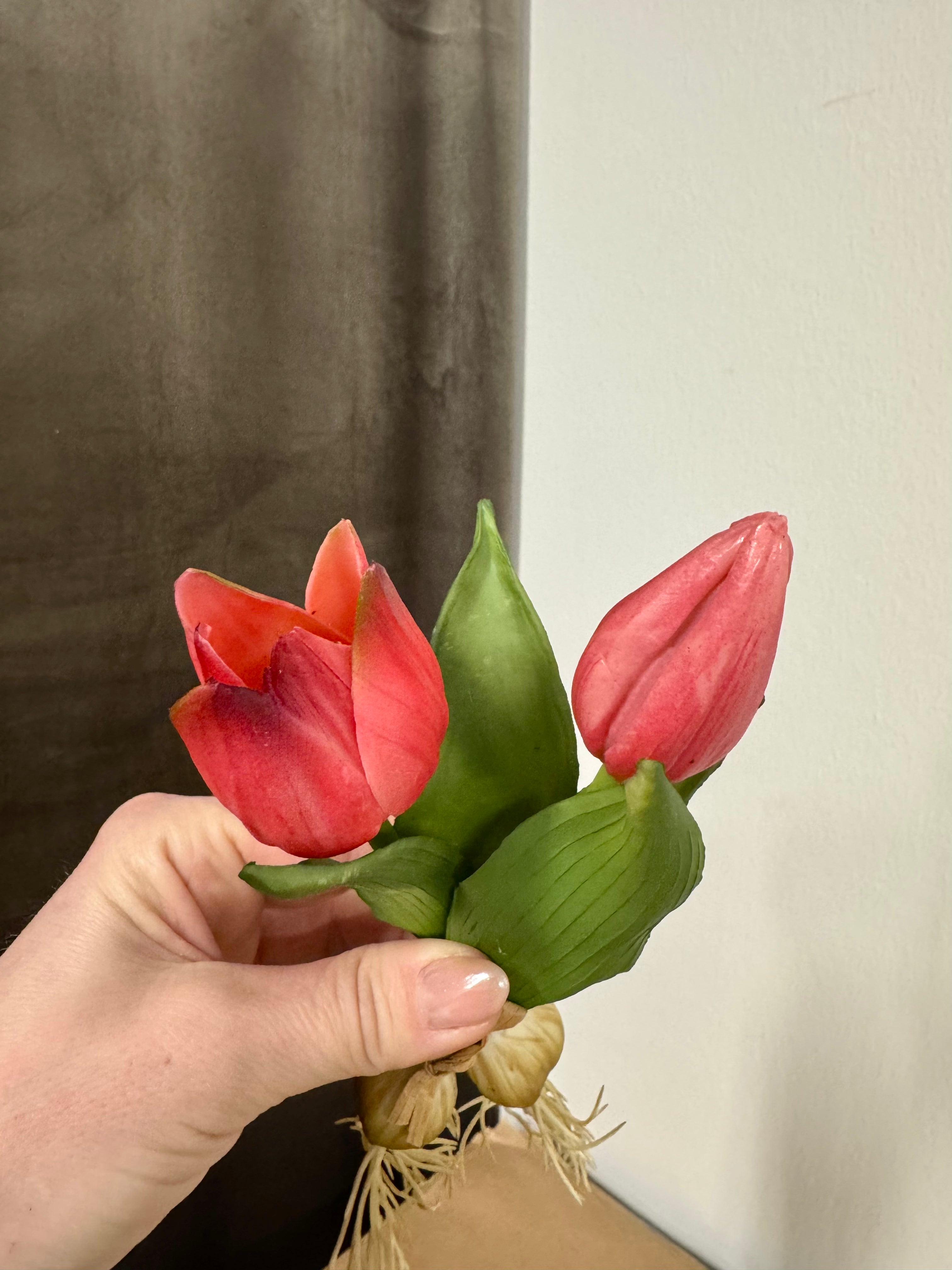 Tulipan på løg rød