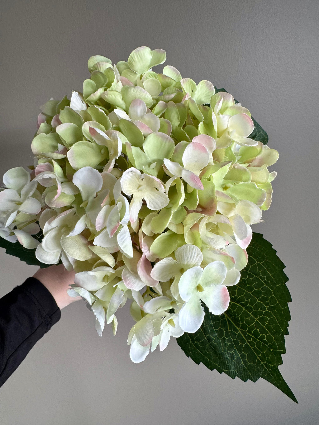 Hortensia grøn/lysrosa