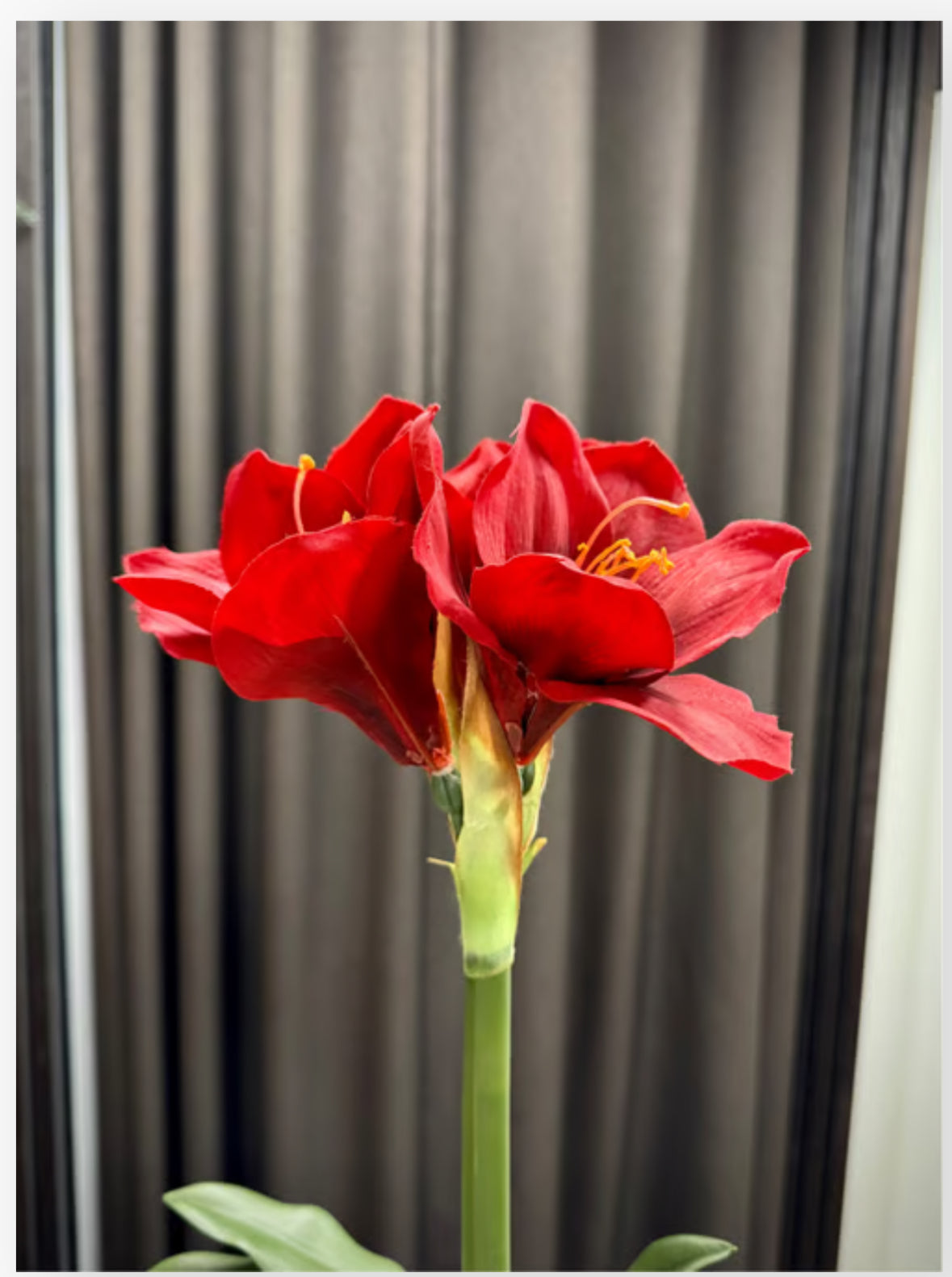 Rød amaryllis i potte