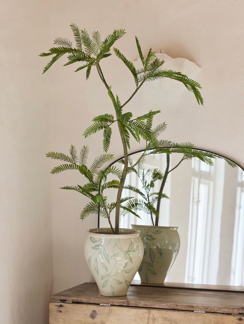 Mimose plante