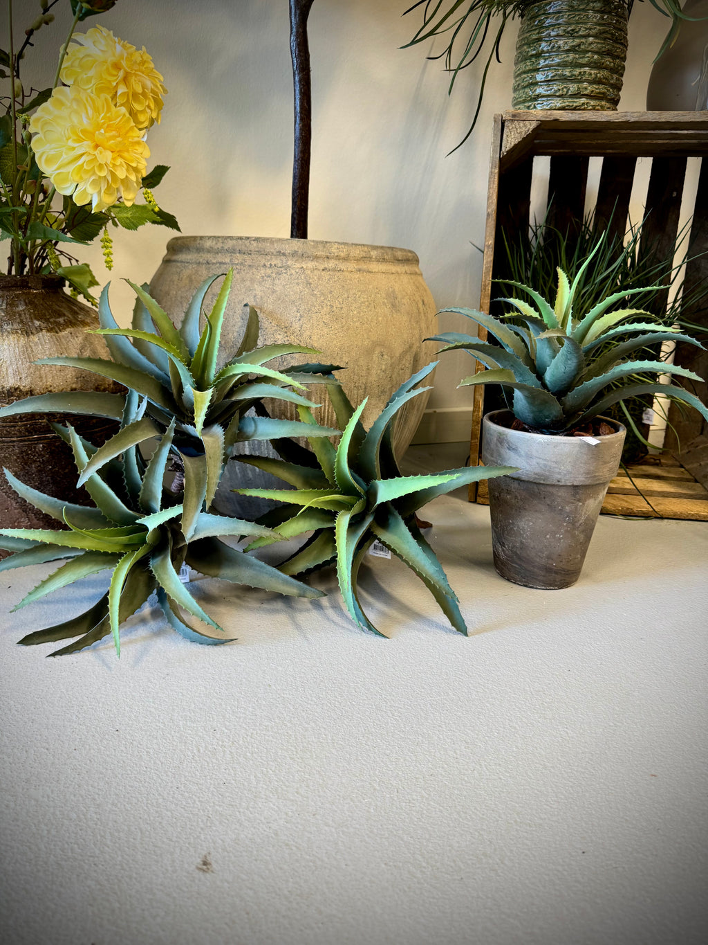 Aloe vera H. 33 cm
