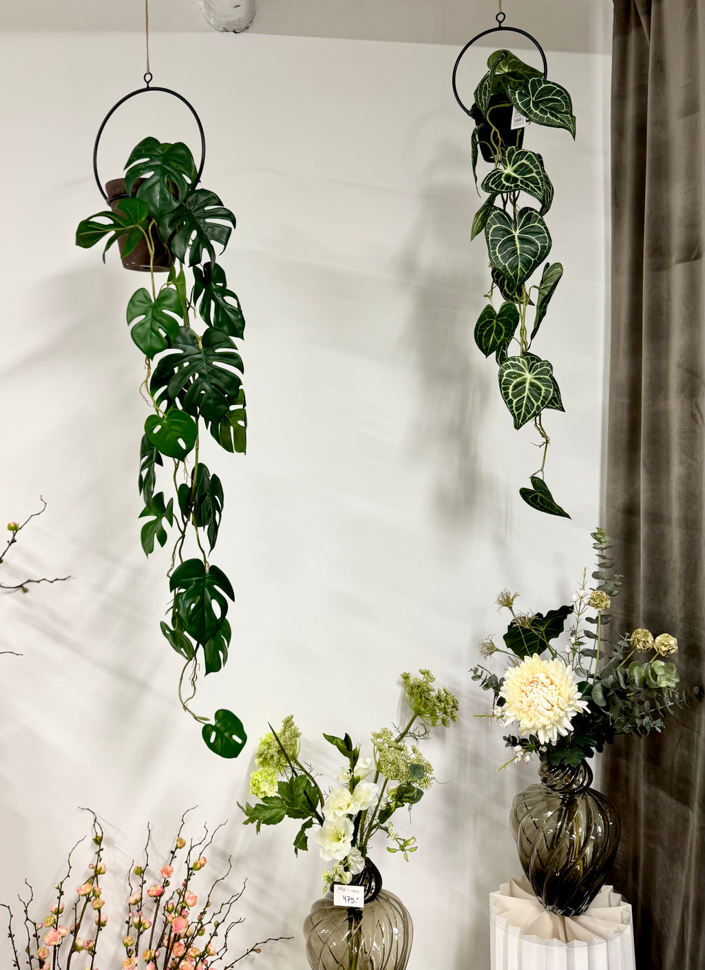 Anthurium ranke