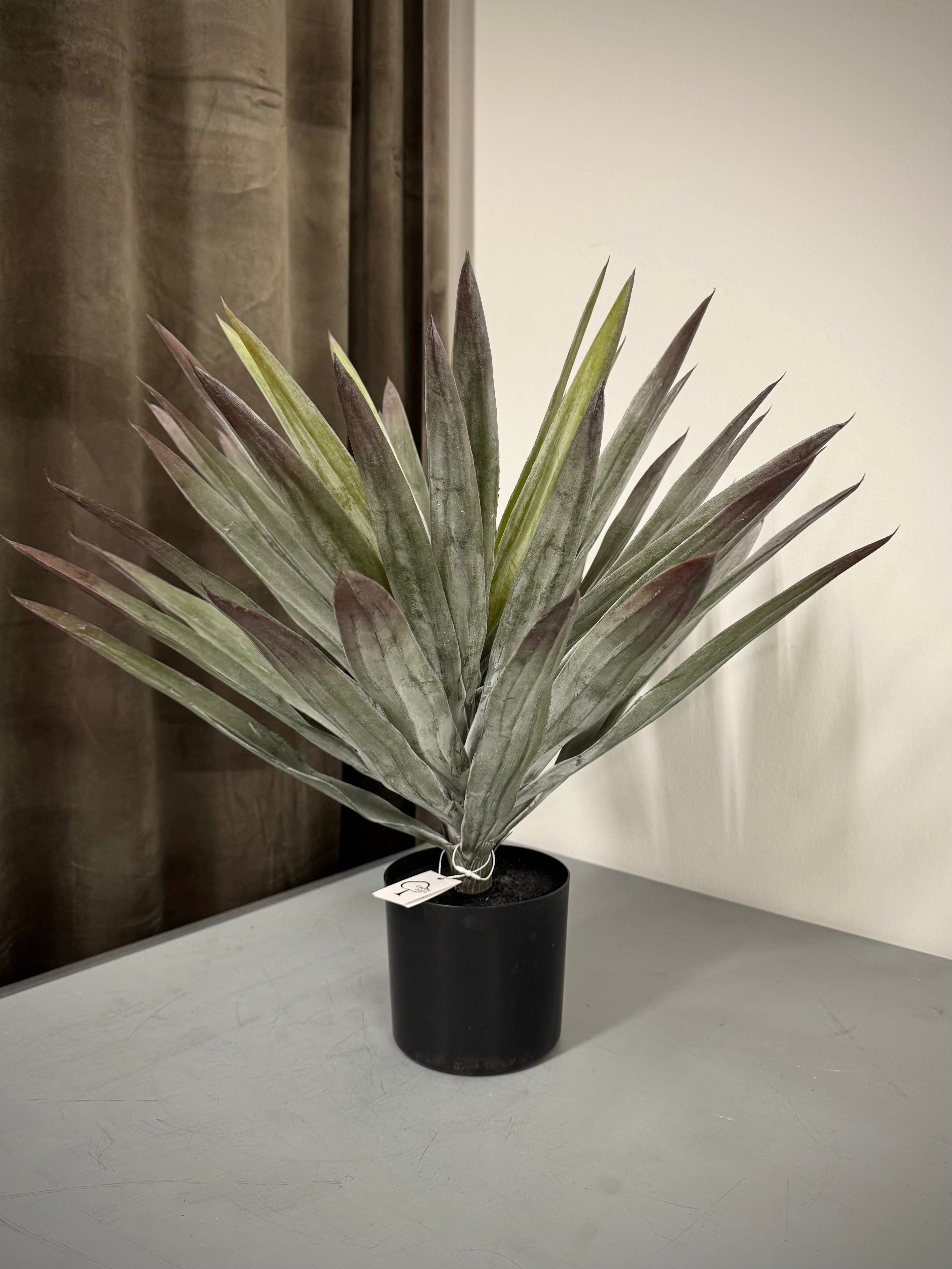 Yucca Palme H 48 cm