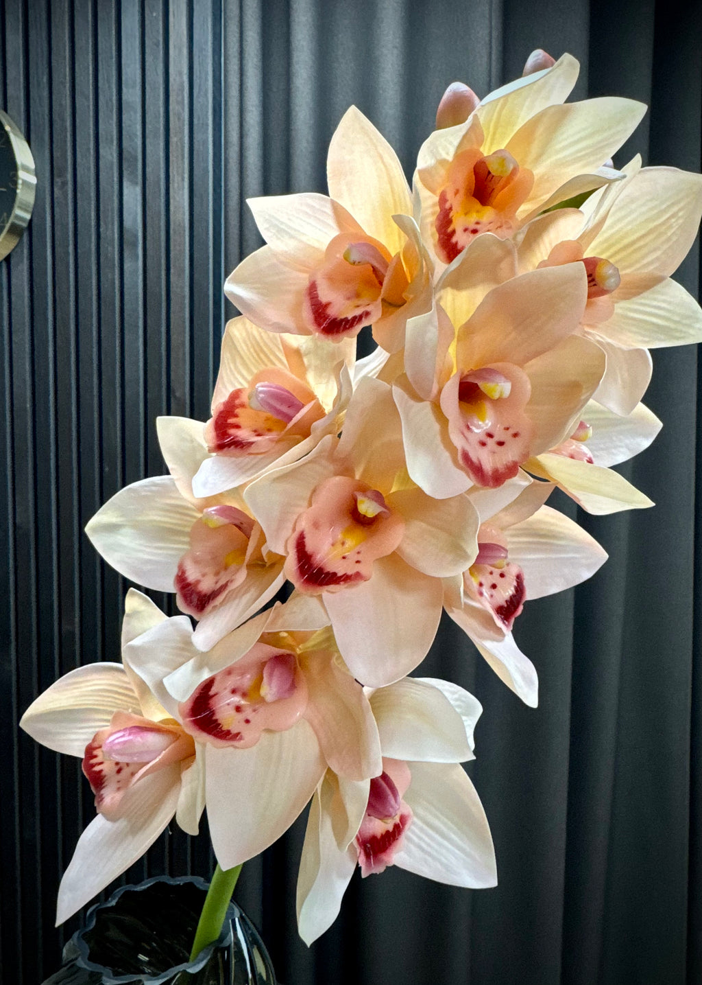 Cymbidium