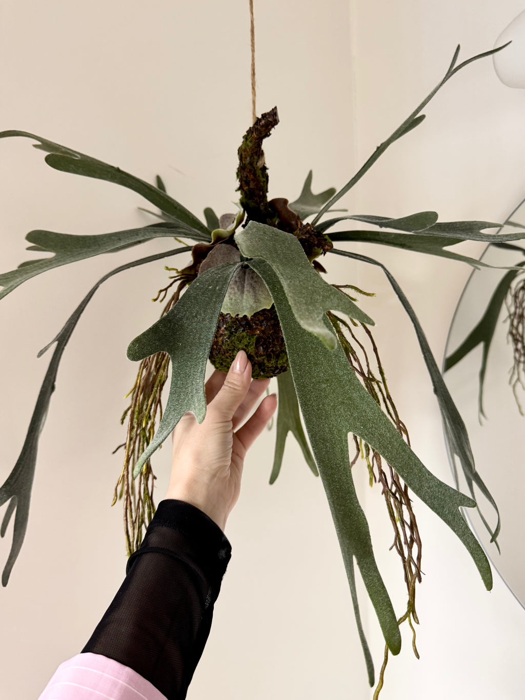 Hjorte bregne på moskugle