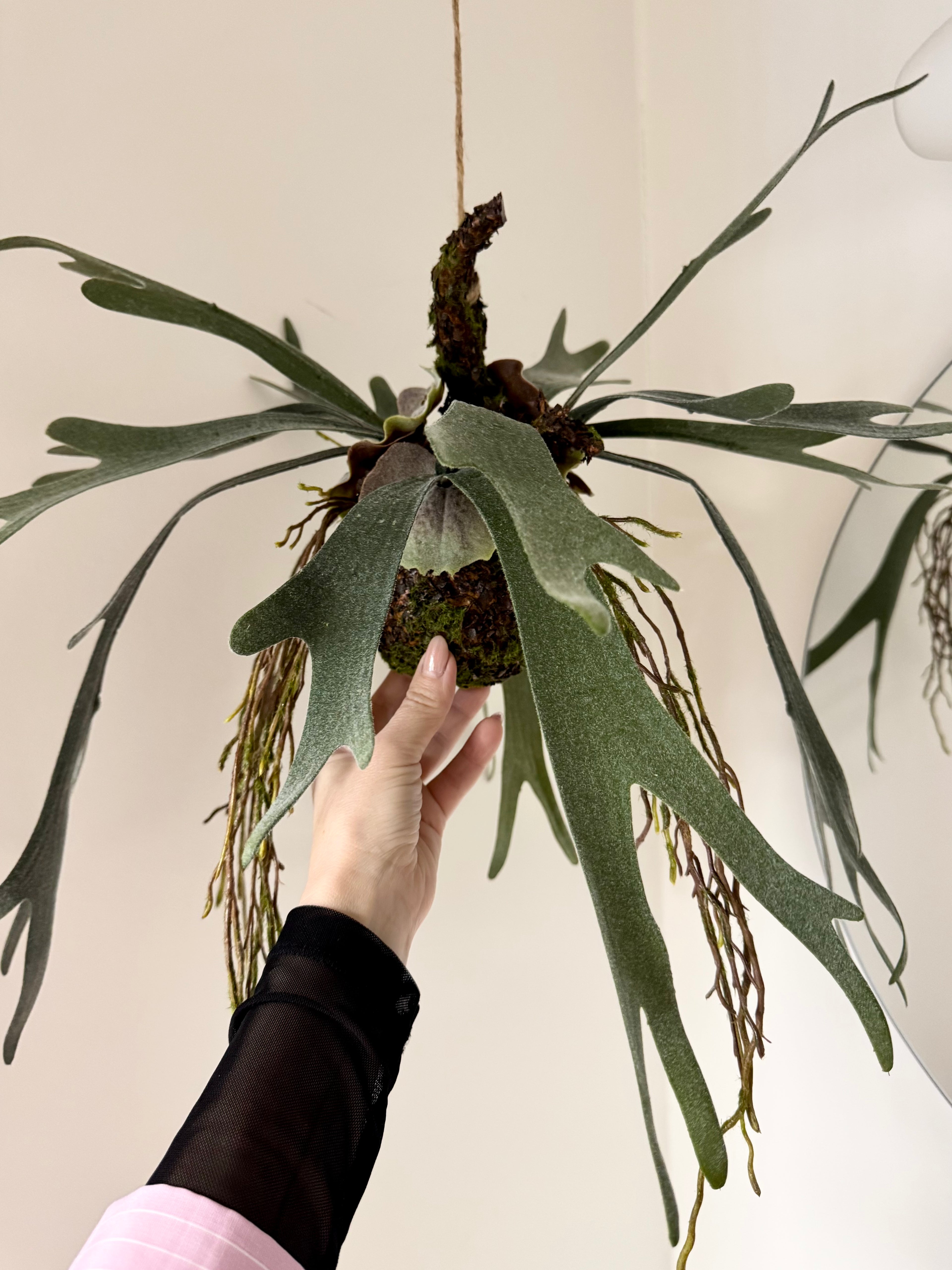 Hjorte bregne på moskugle