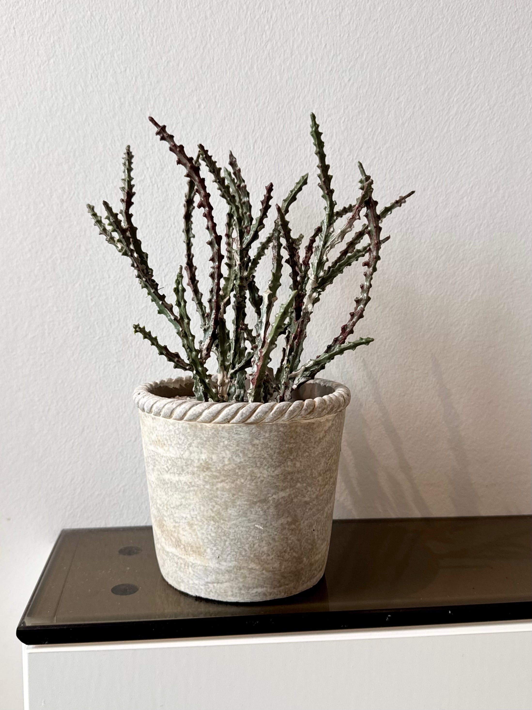 Sukkulent i potte 23 cm