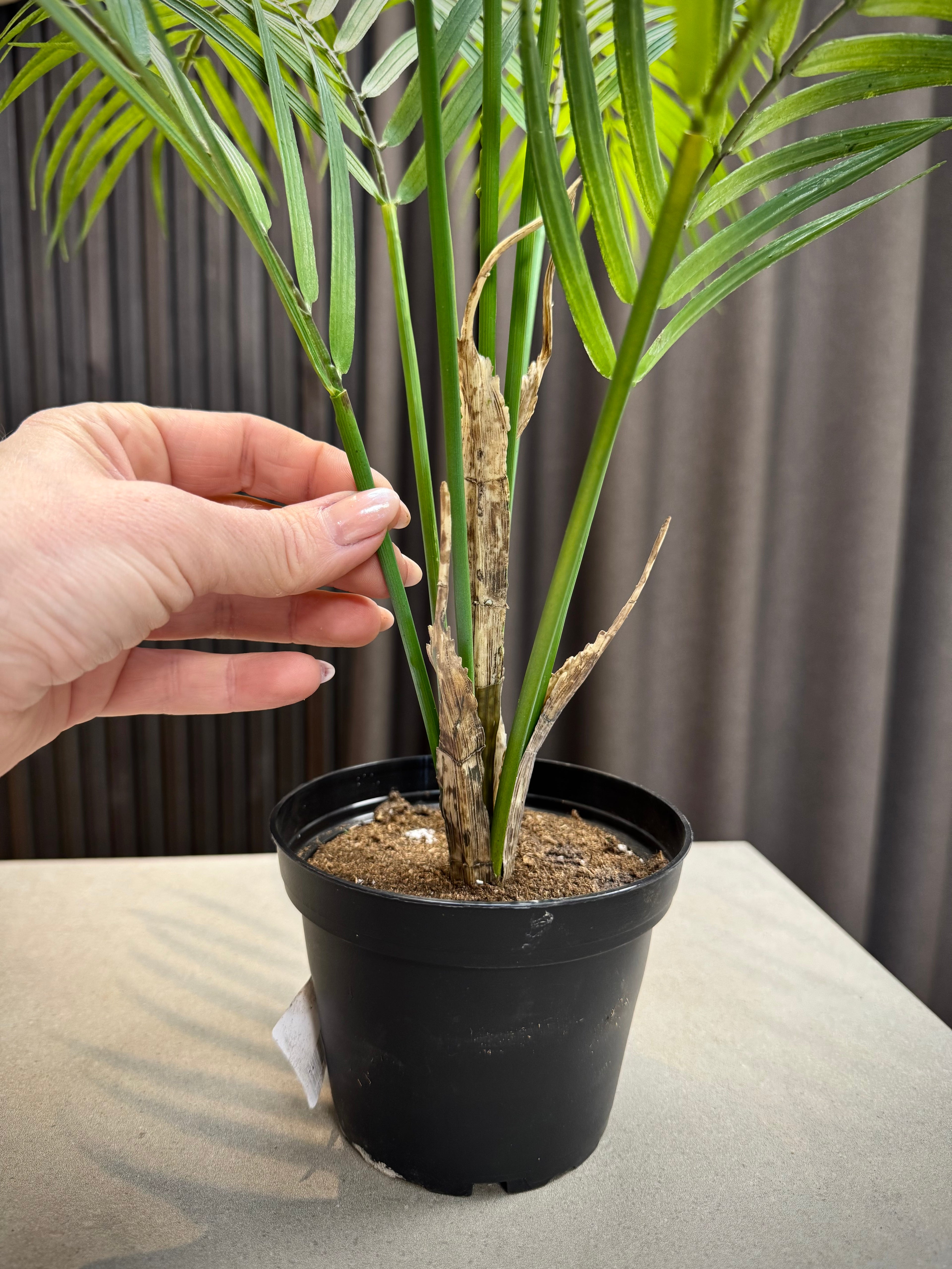 plante palme Palme plante