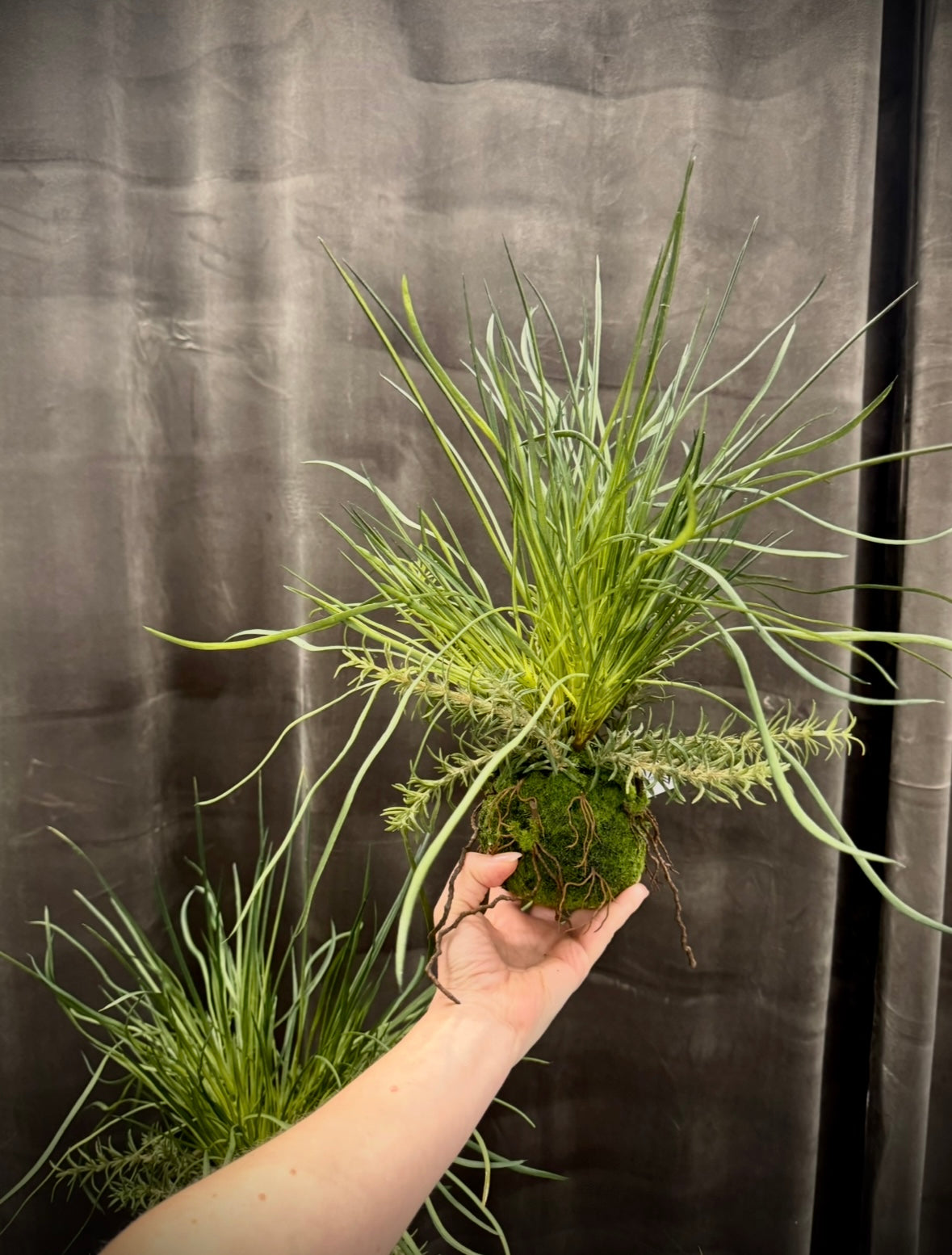 Græs plante med rod