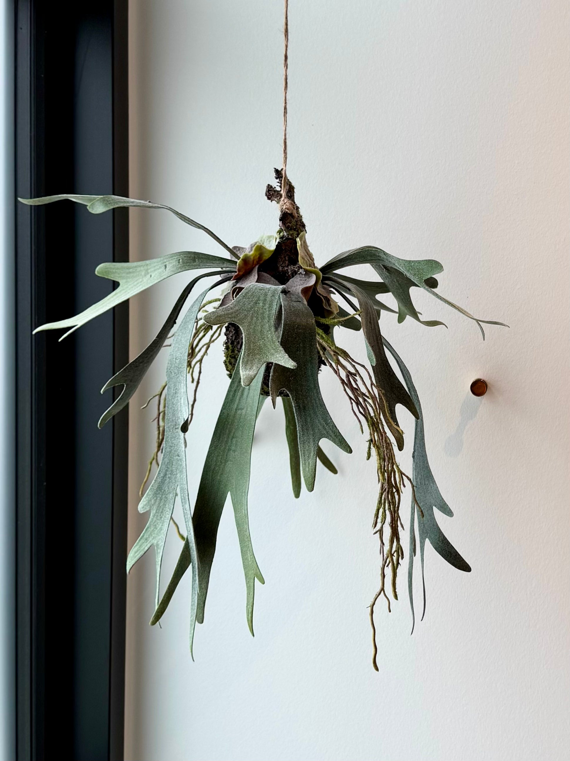 Hjorte bregne på moskugle