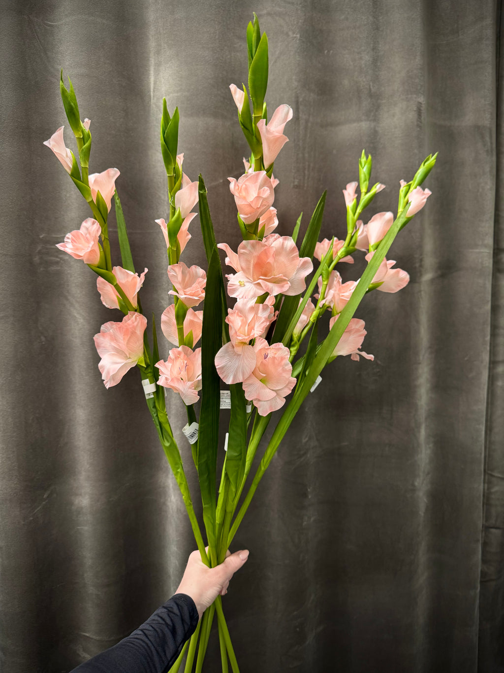 Gladiolus lyserød
