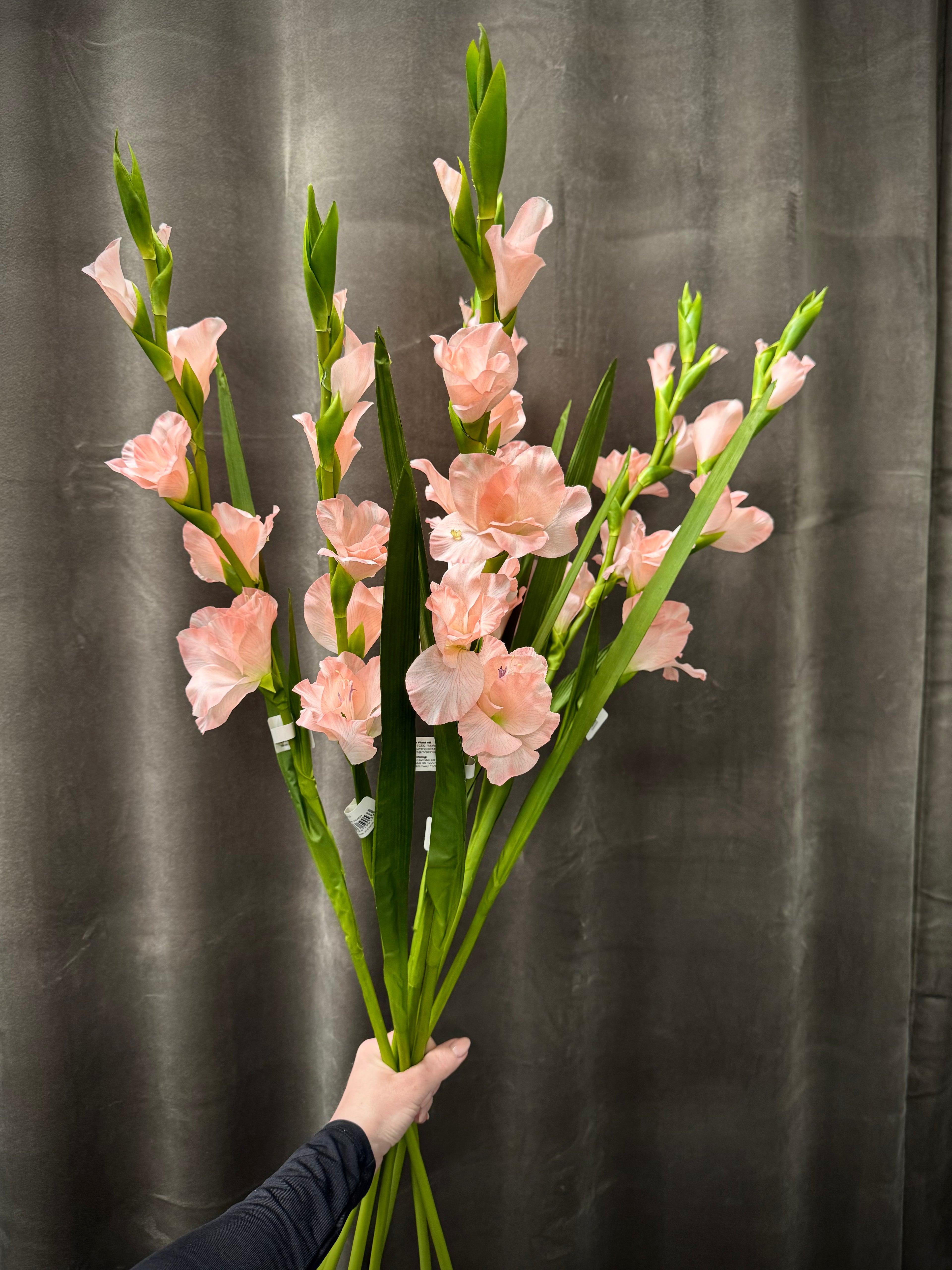 Gladiolus lyserød
