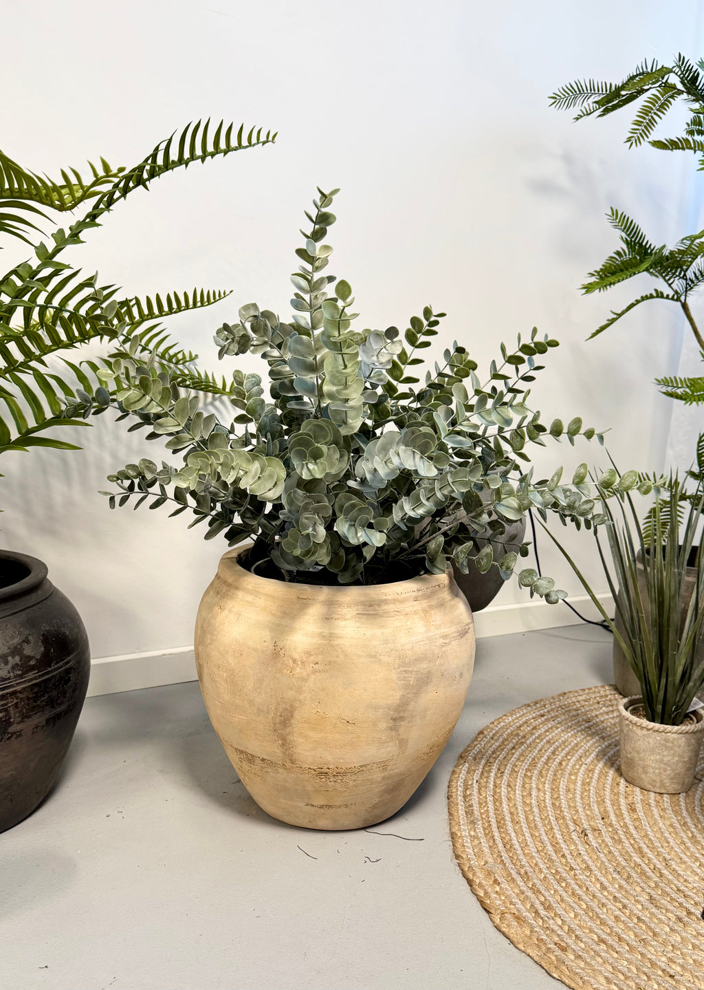 Stor eucalyptus i potte