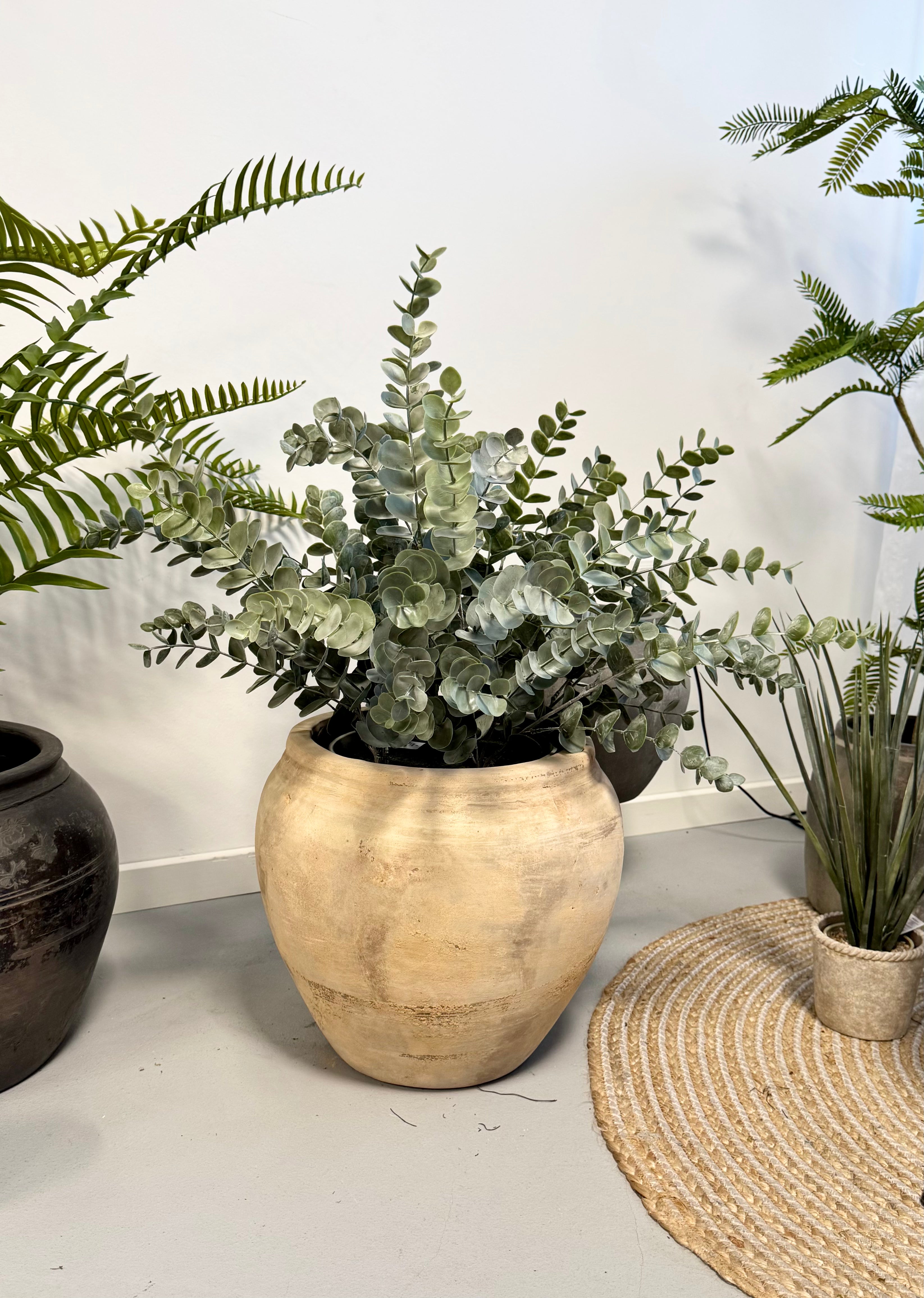 Stor eucalyptus i potte