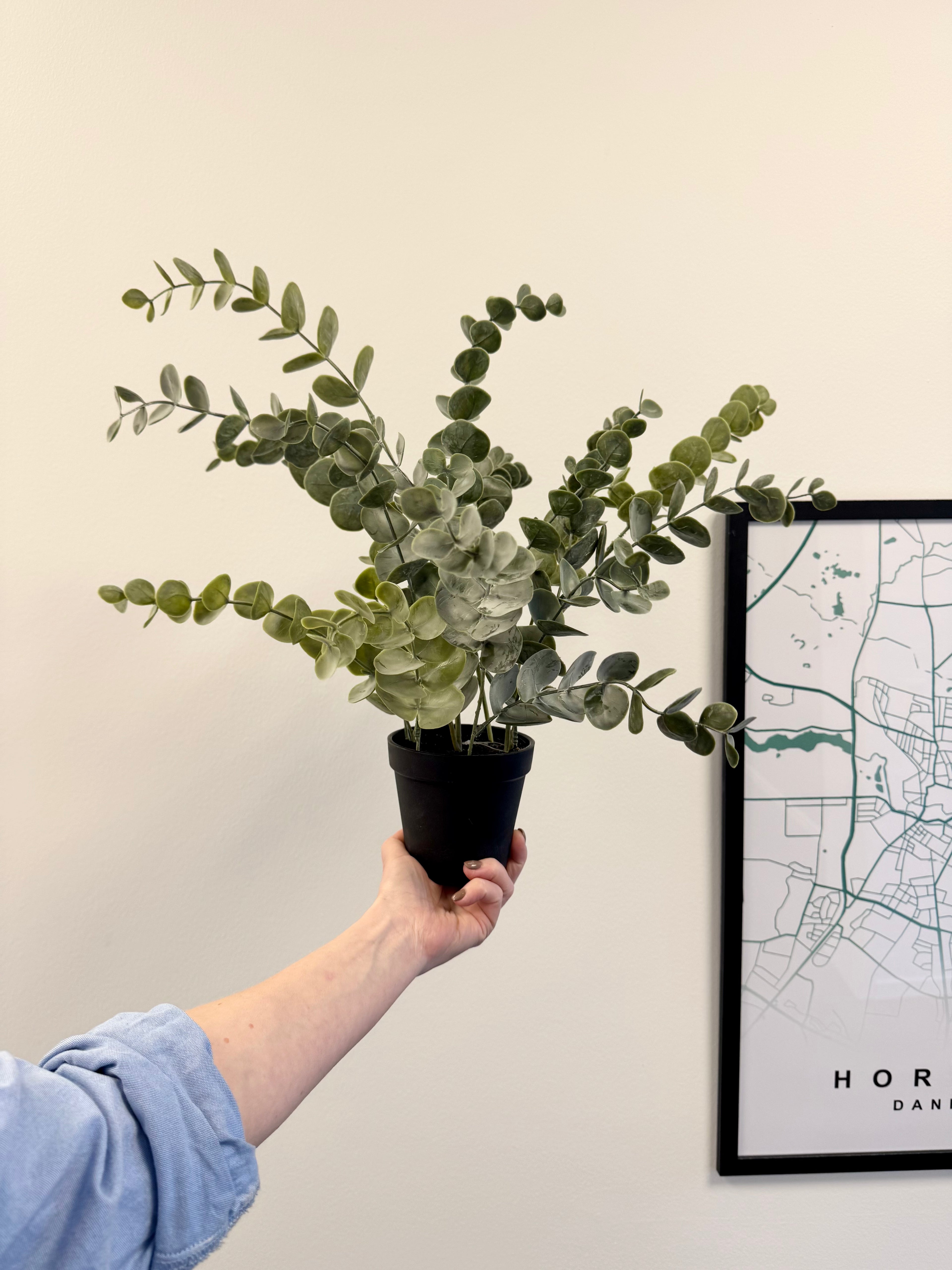 Eucalyptus i potte H. 50 cm