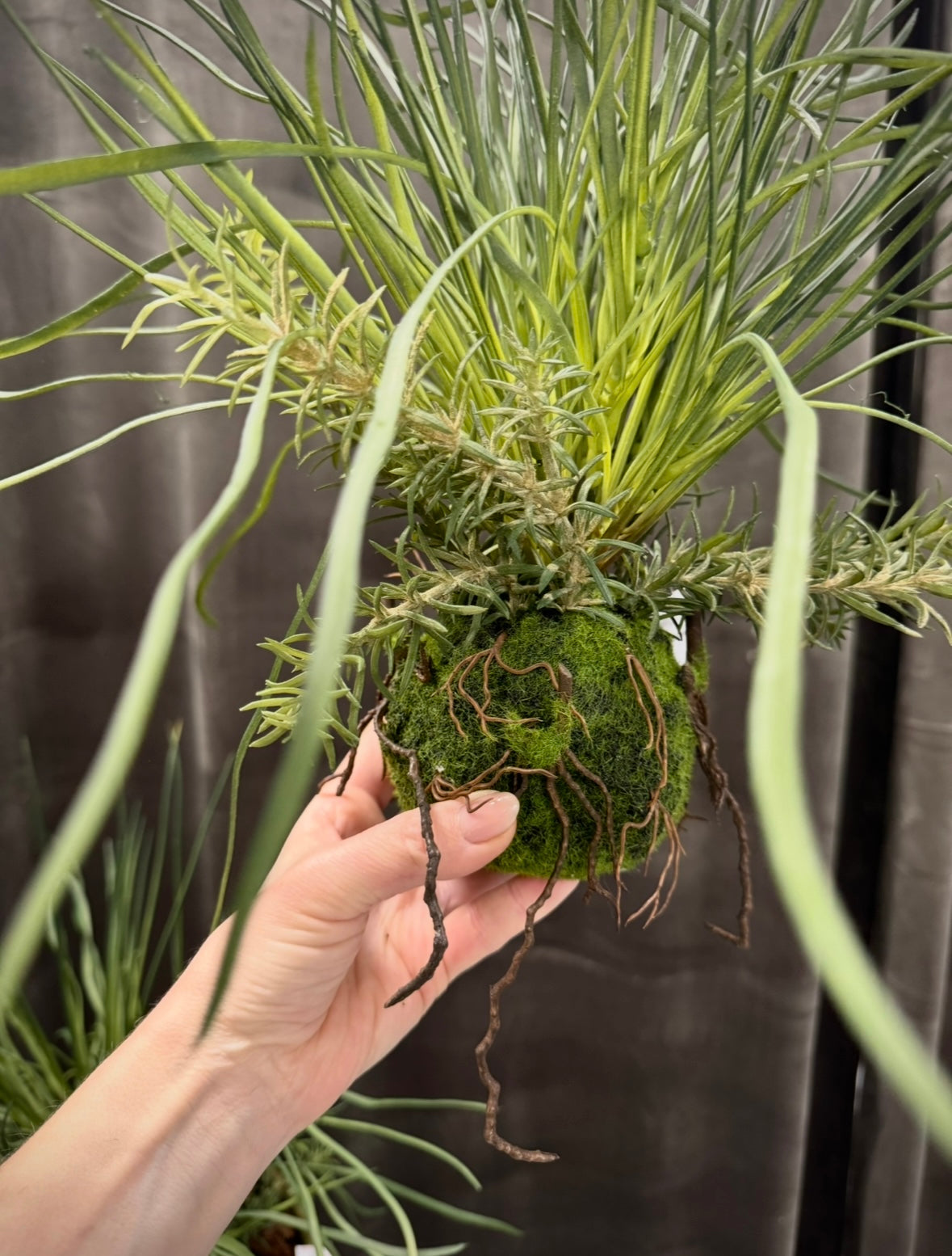 Græs plante med rod