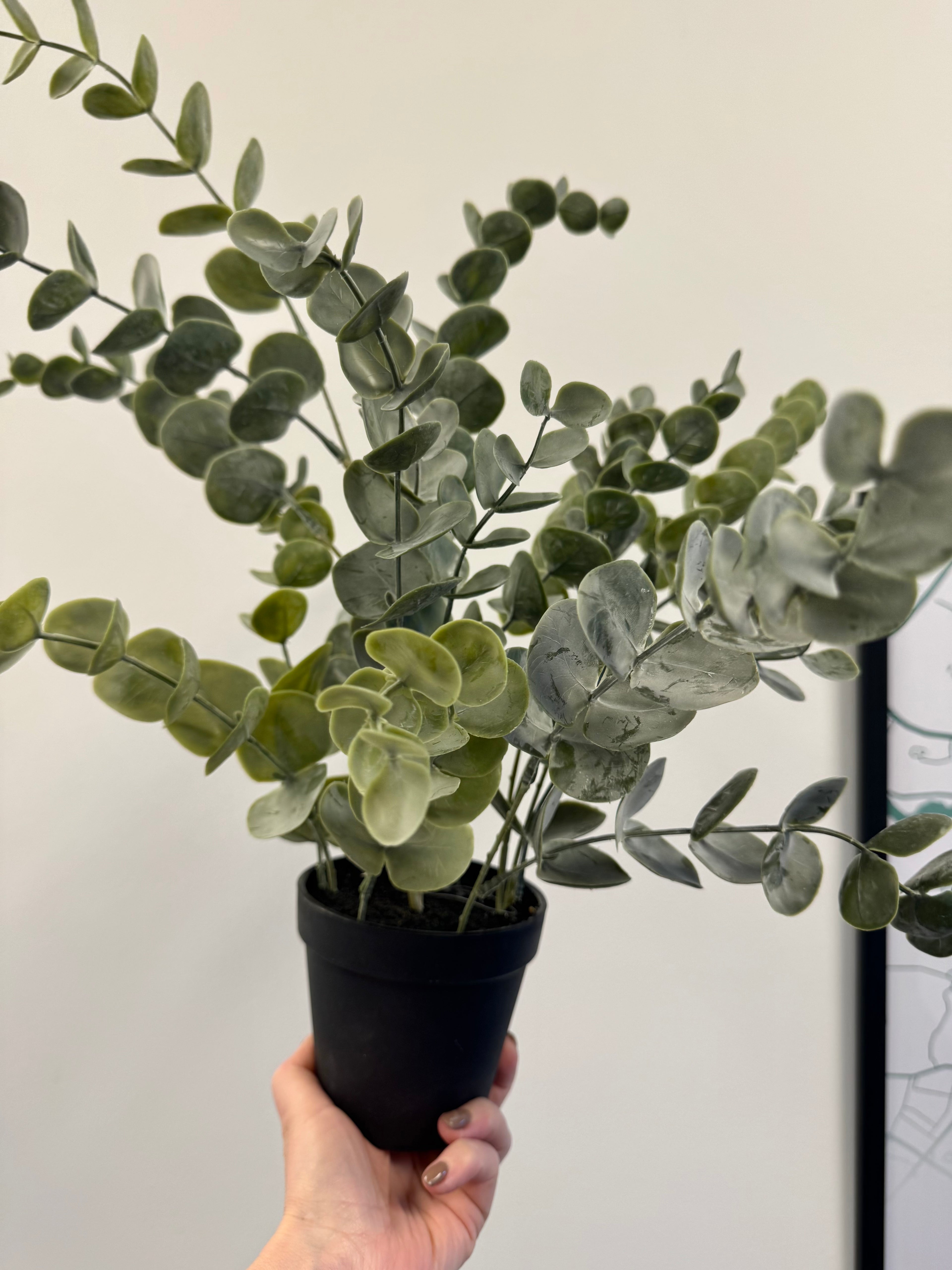 Eucalyptus i potte H. 50 cm