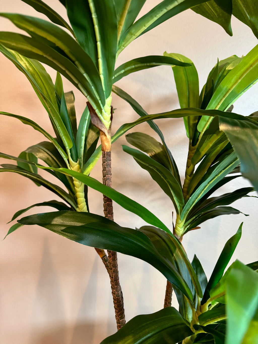Dracena plante 110 cm