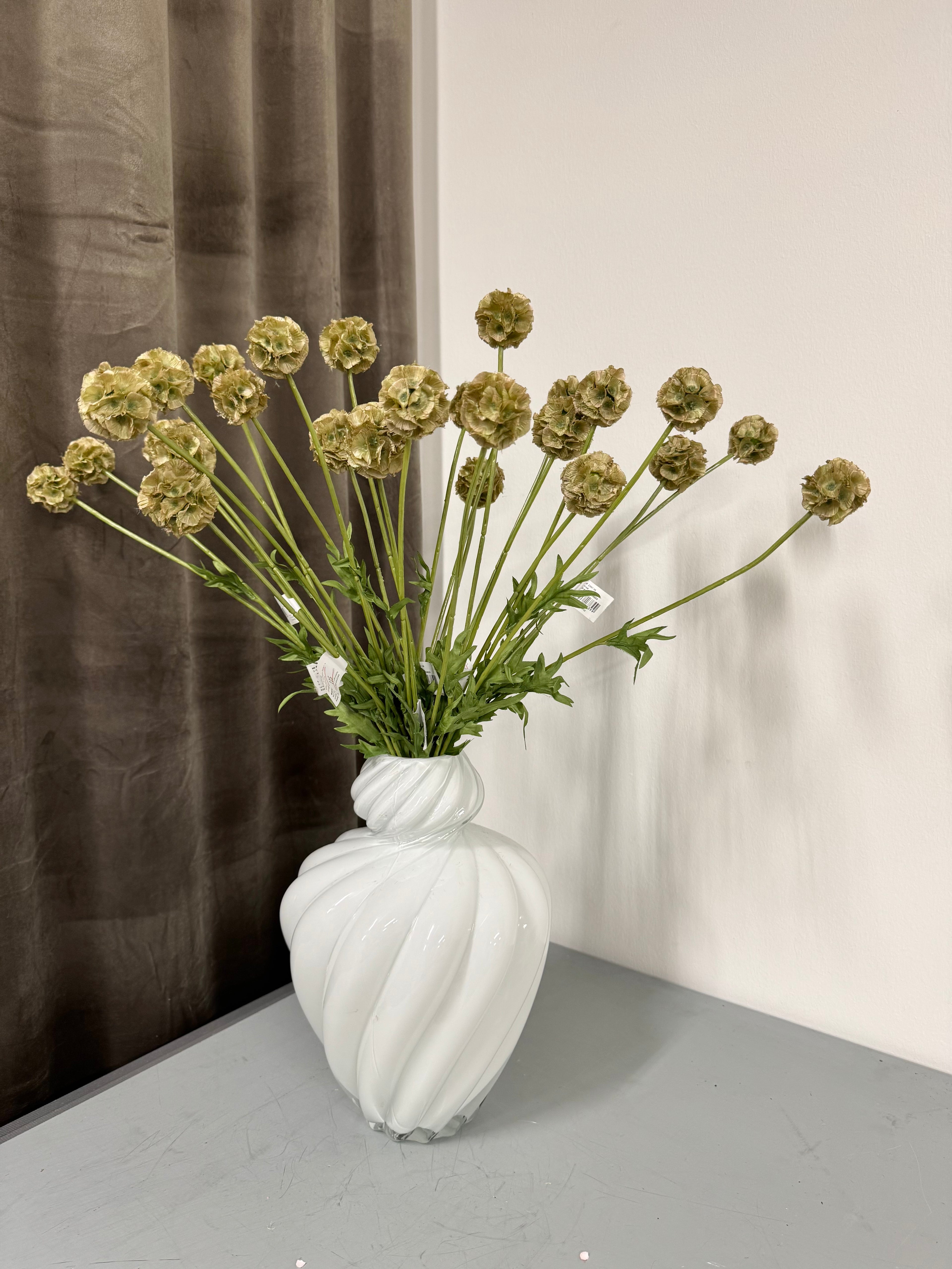 Scabiose frøkapsel