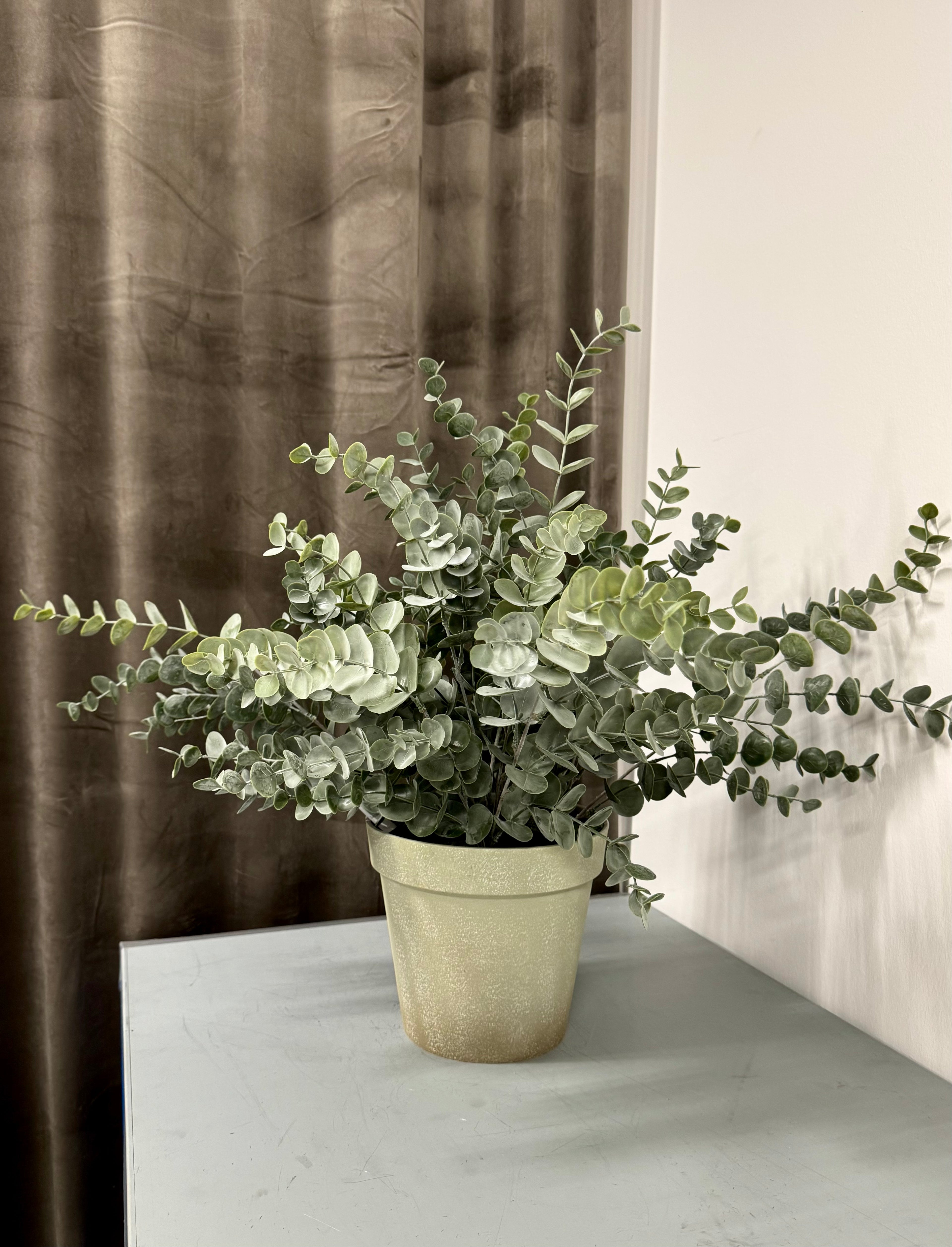 Stor eucalyptus i potte