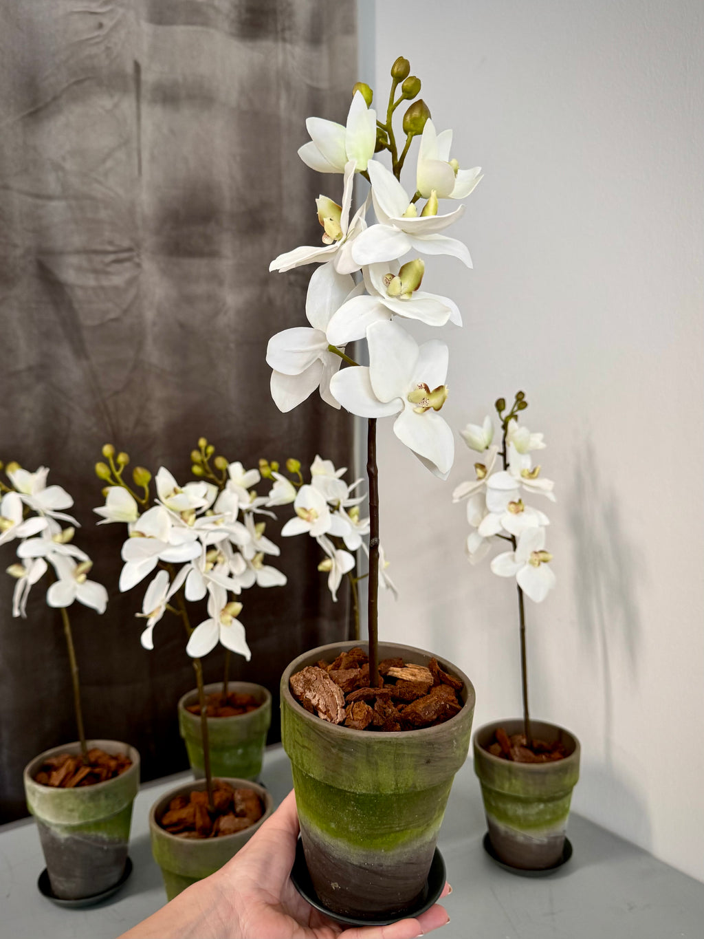 Bladløse orkideer i potte