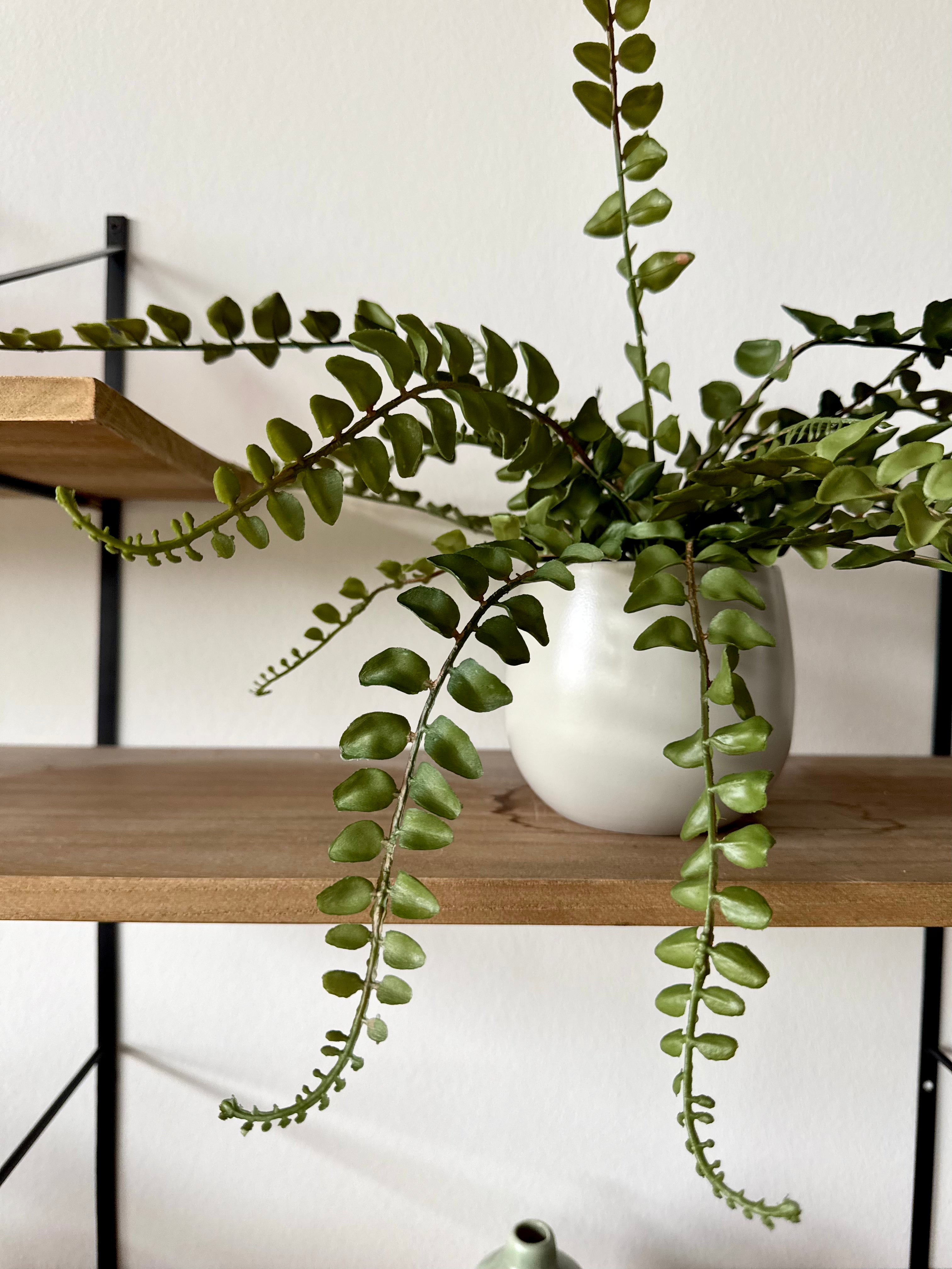 Bregne med rod 43 cm