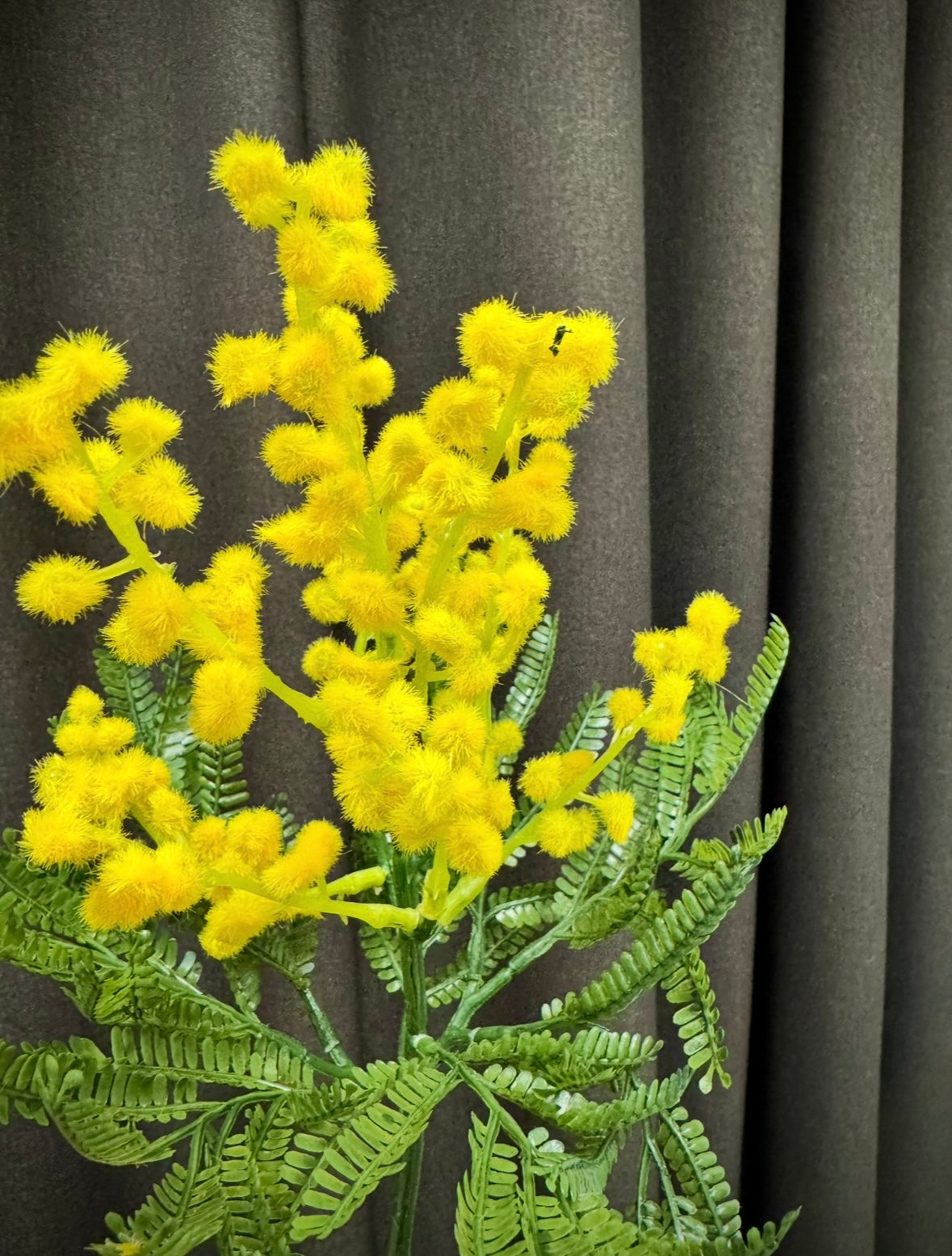 Mimose stilk