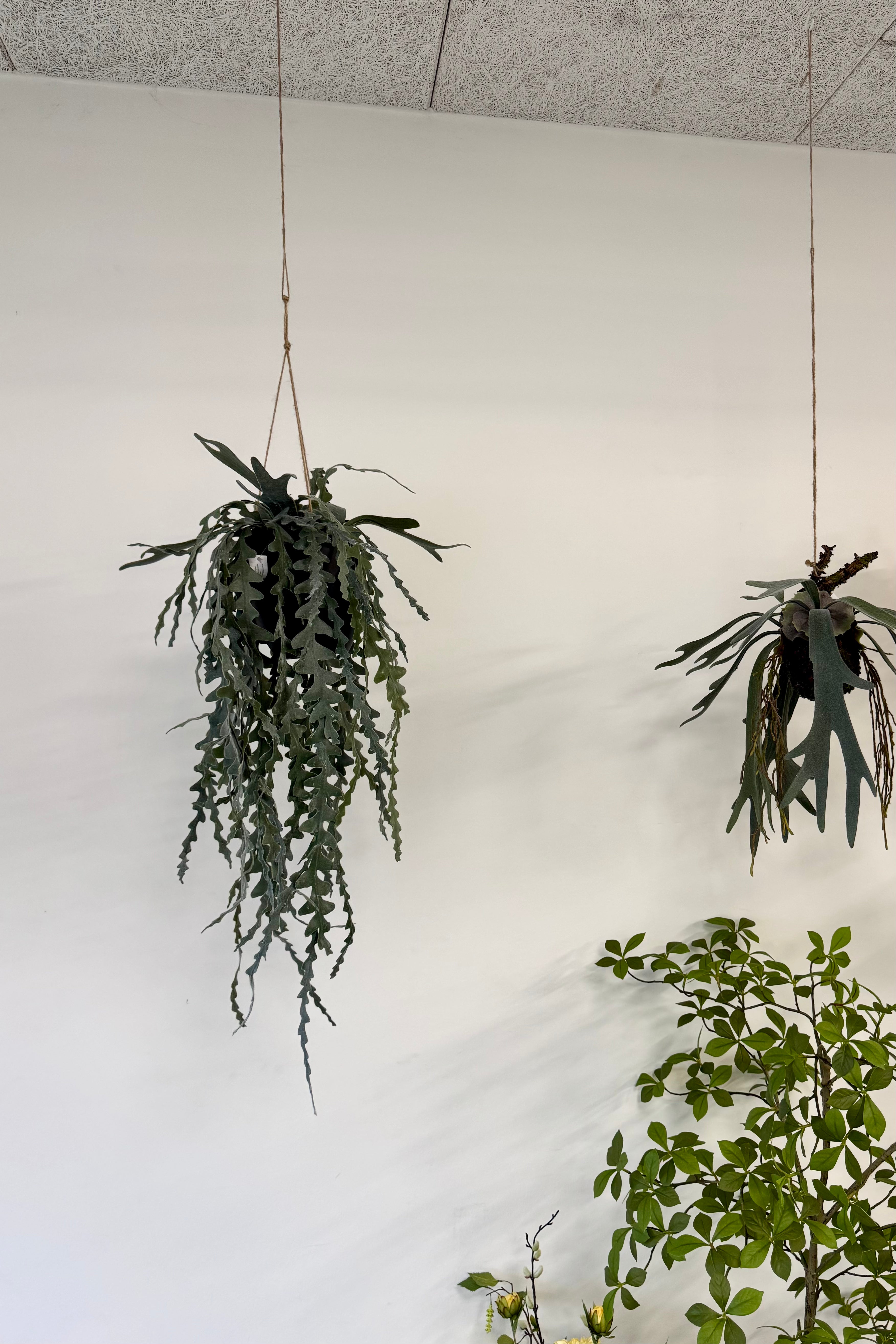 Epiphyllum hænge L 91cm
