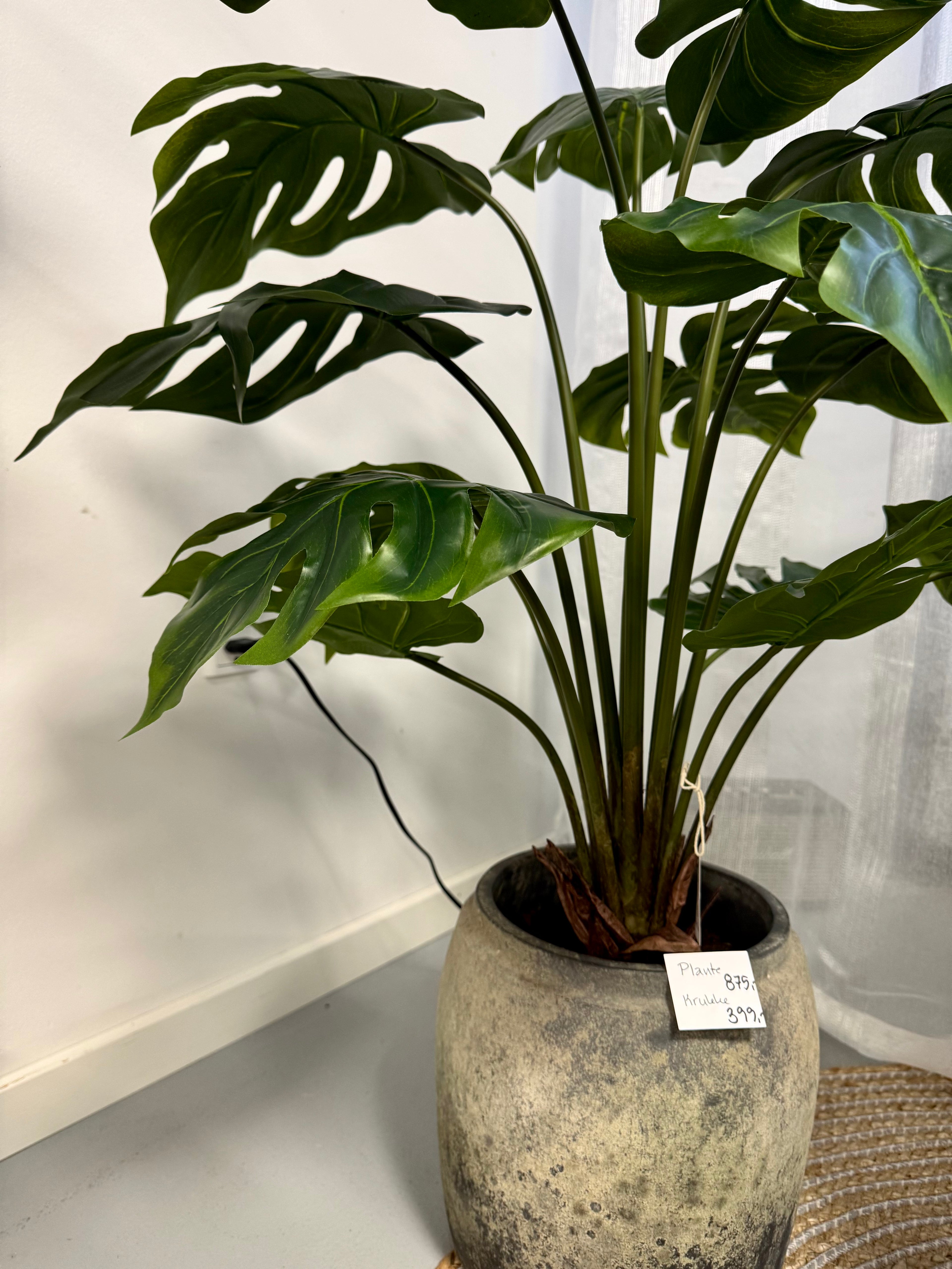Split philodendron