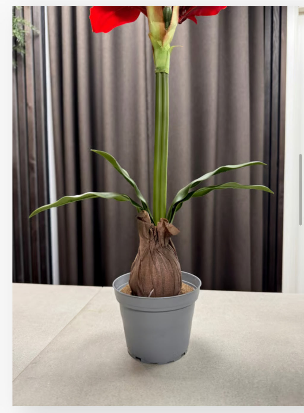 Rød amaryllis i potte