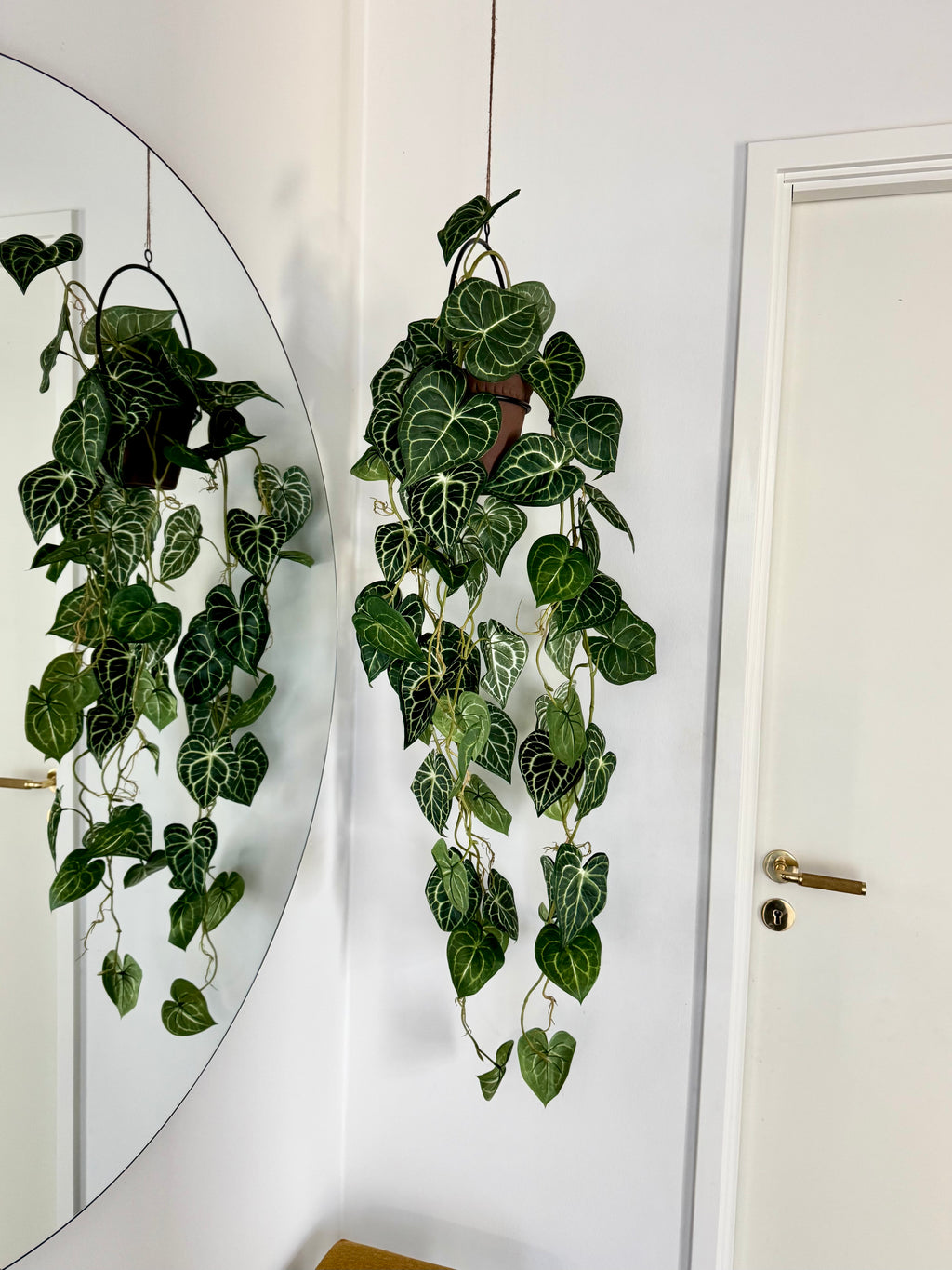 Anthurium ranke