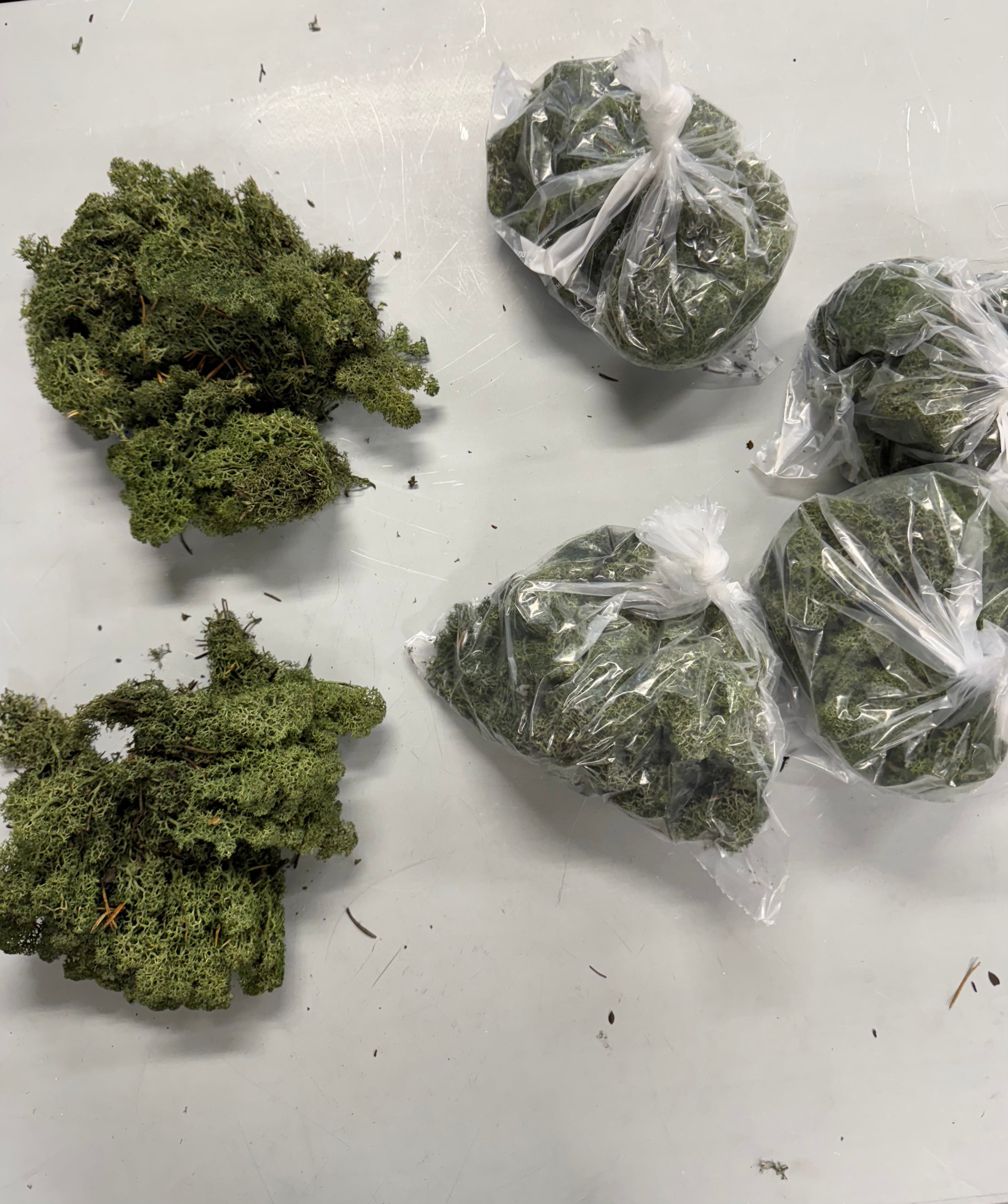 Rensdyr mos mørk grøn