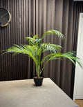 Palme plante