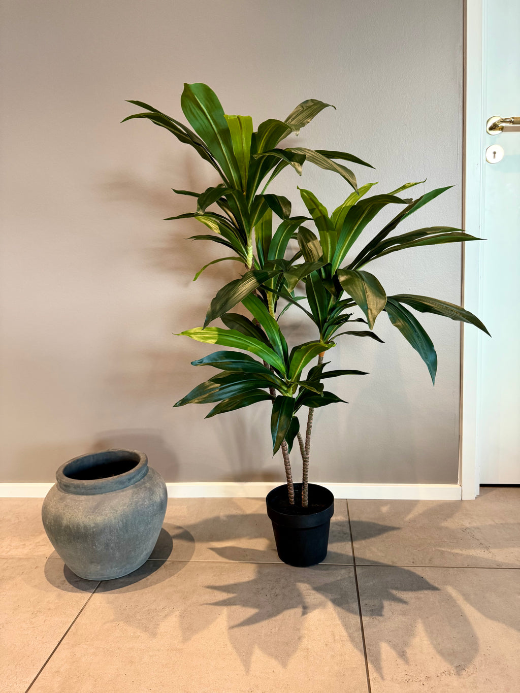 Dracena plante 110 cm