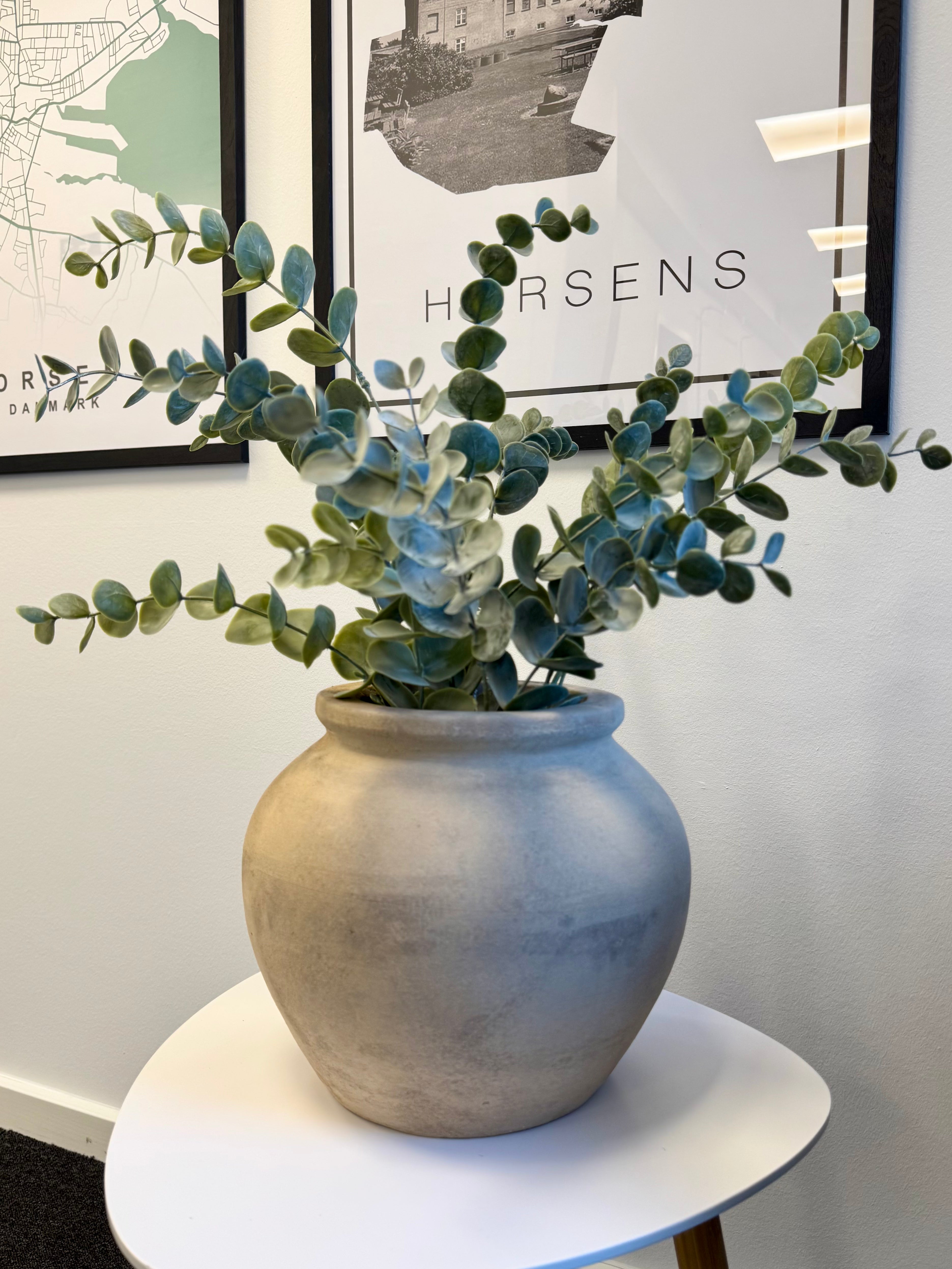 Eucalyptus i potte H. 50 cm