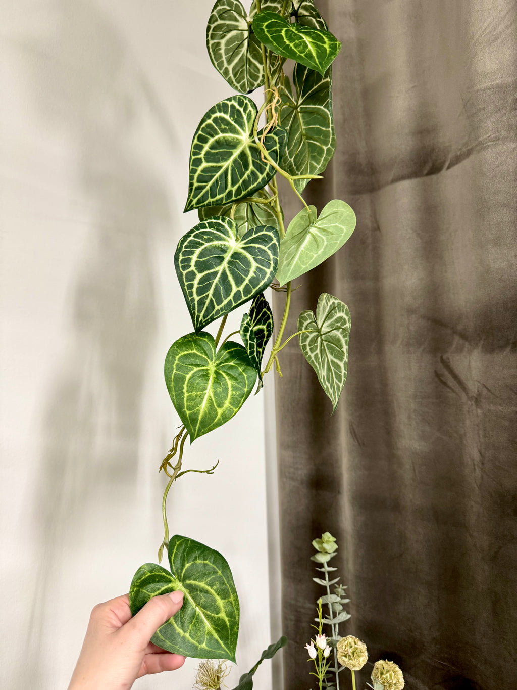 Anthurium ranke