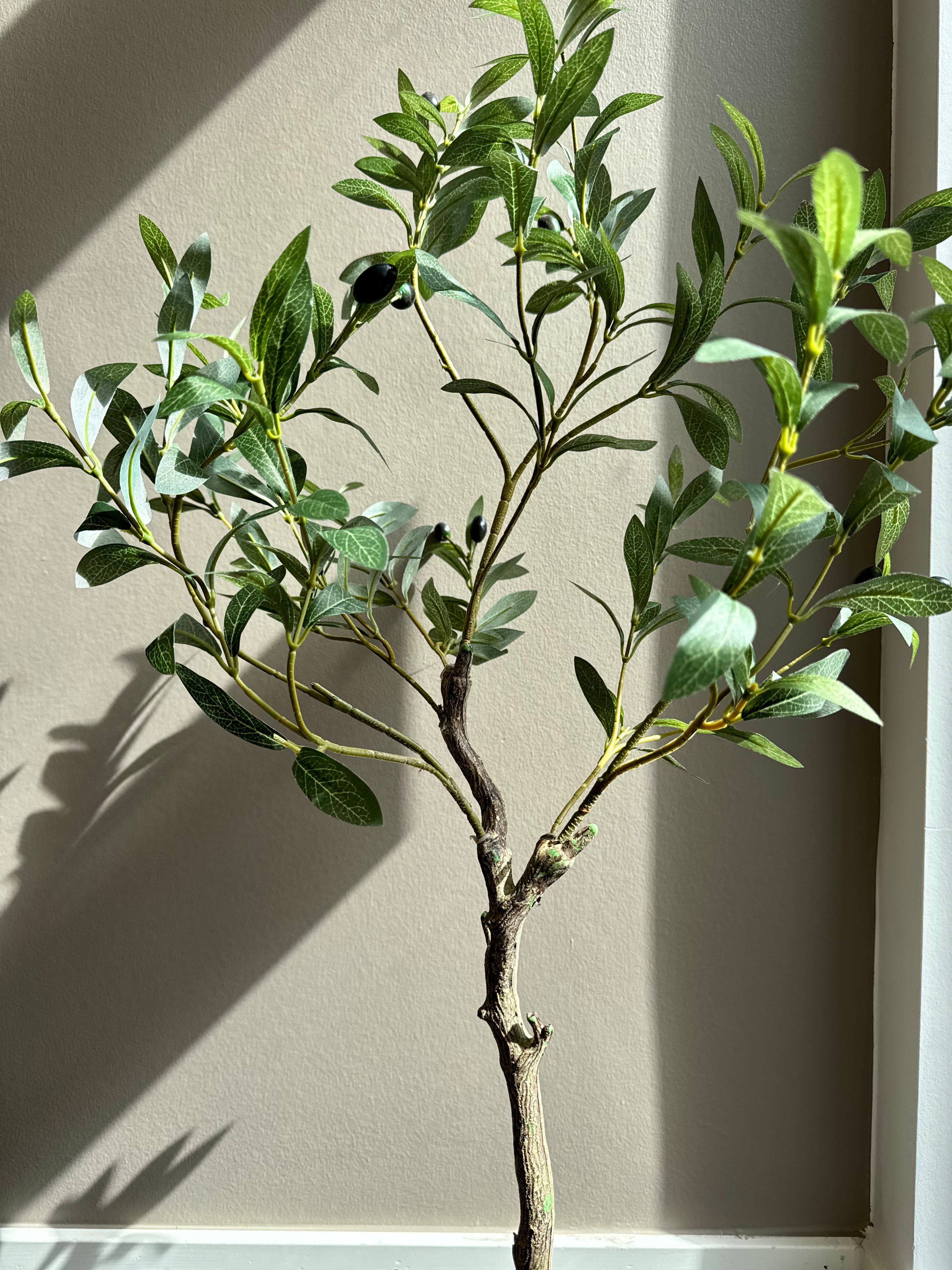 Oliventræ 100 cm