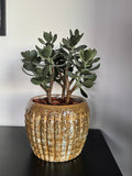 Sukkulent i potte 38 cm