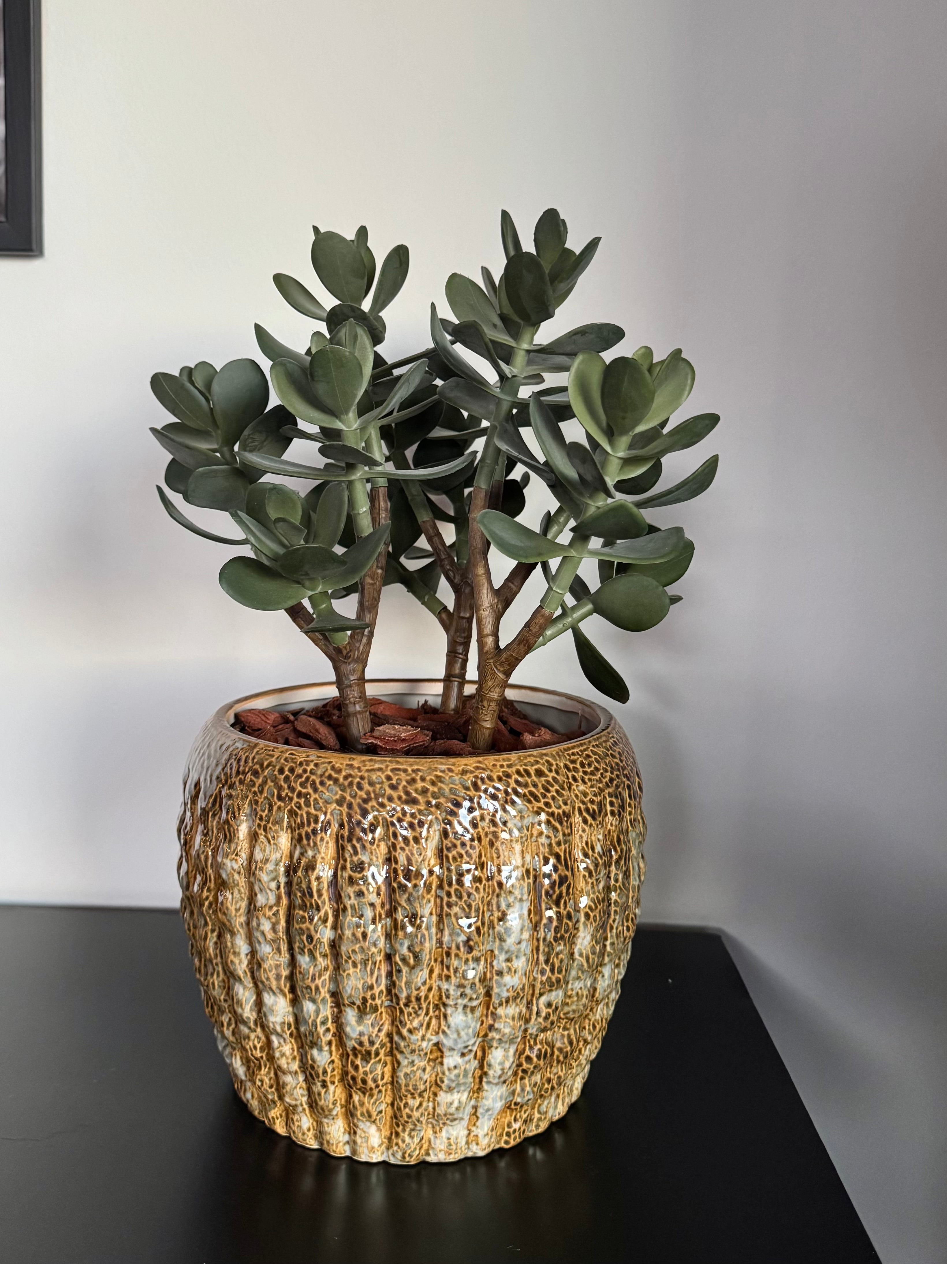 Sukkulent i potte 38 cm