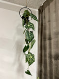 Anthurium ranke