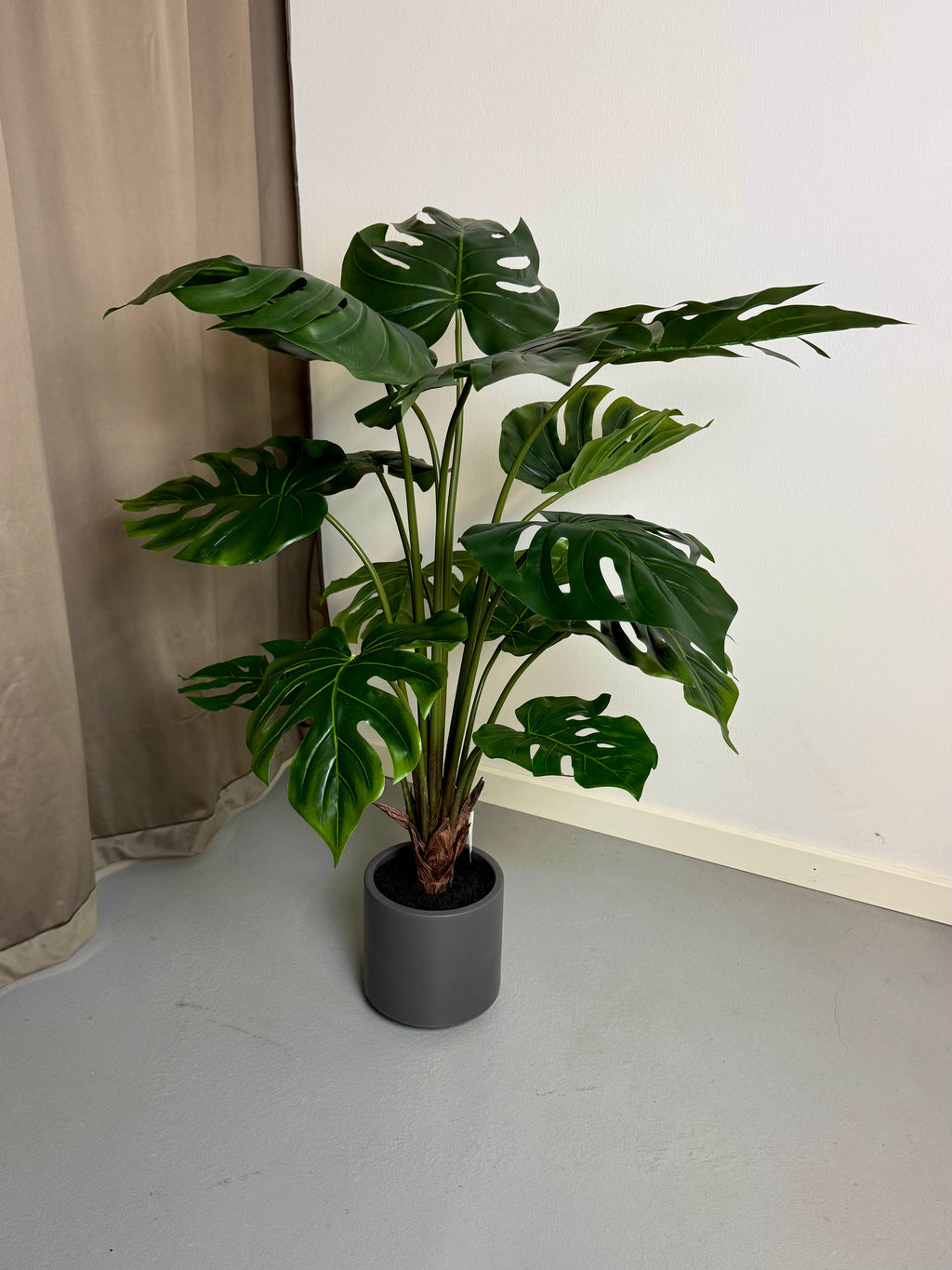 Split philodendron