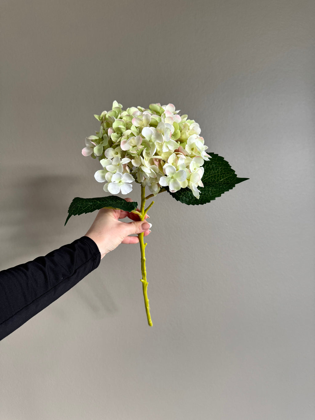 Hortensia grøn/lysrosa