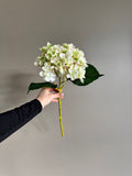 Hortensia grøn/lysrosa