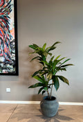 Dracena plante 110 cm