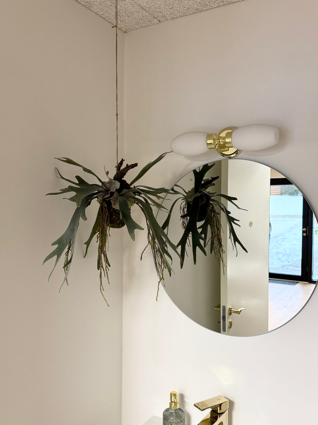 Hjorte bregne på moskugle