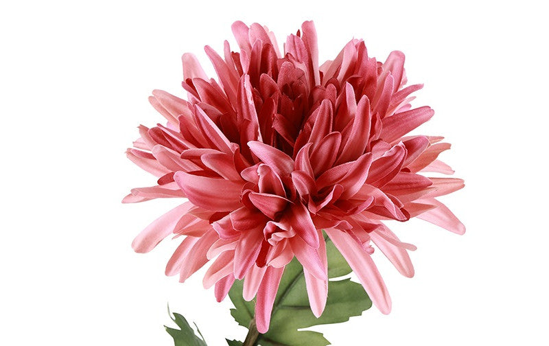 Chrysanthemum rosa h 68 cm