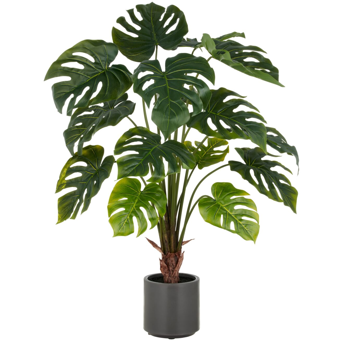 Split philodendron