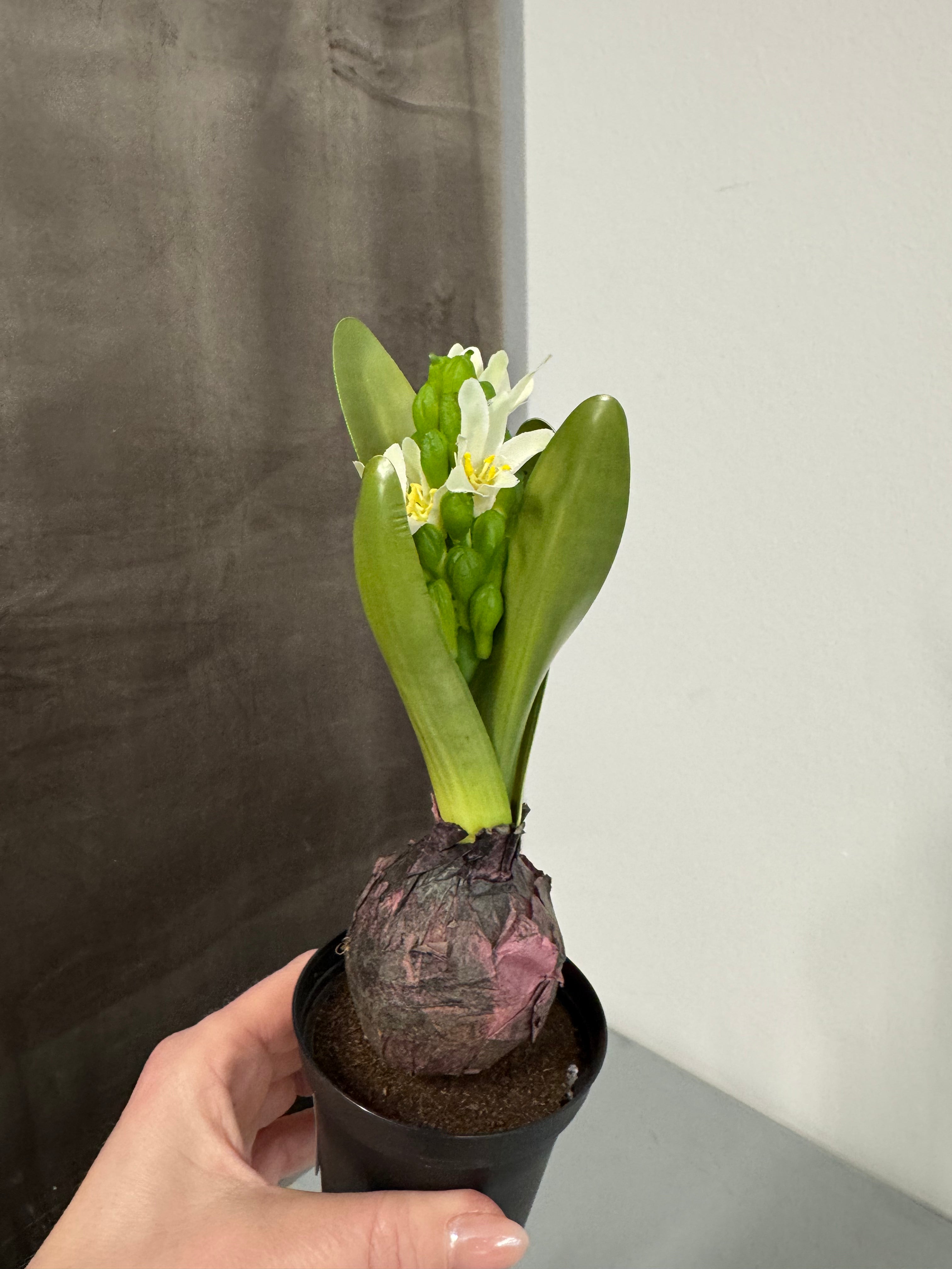 Hyacint i potte hvid